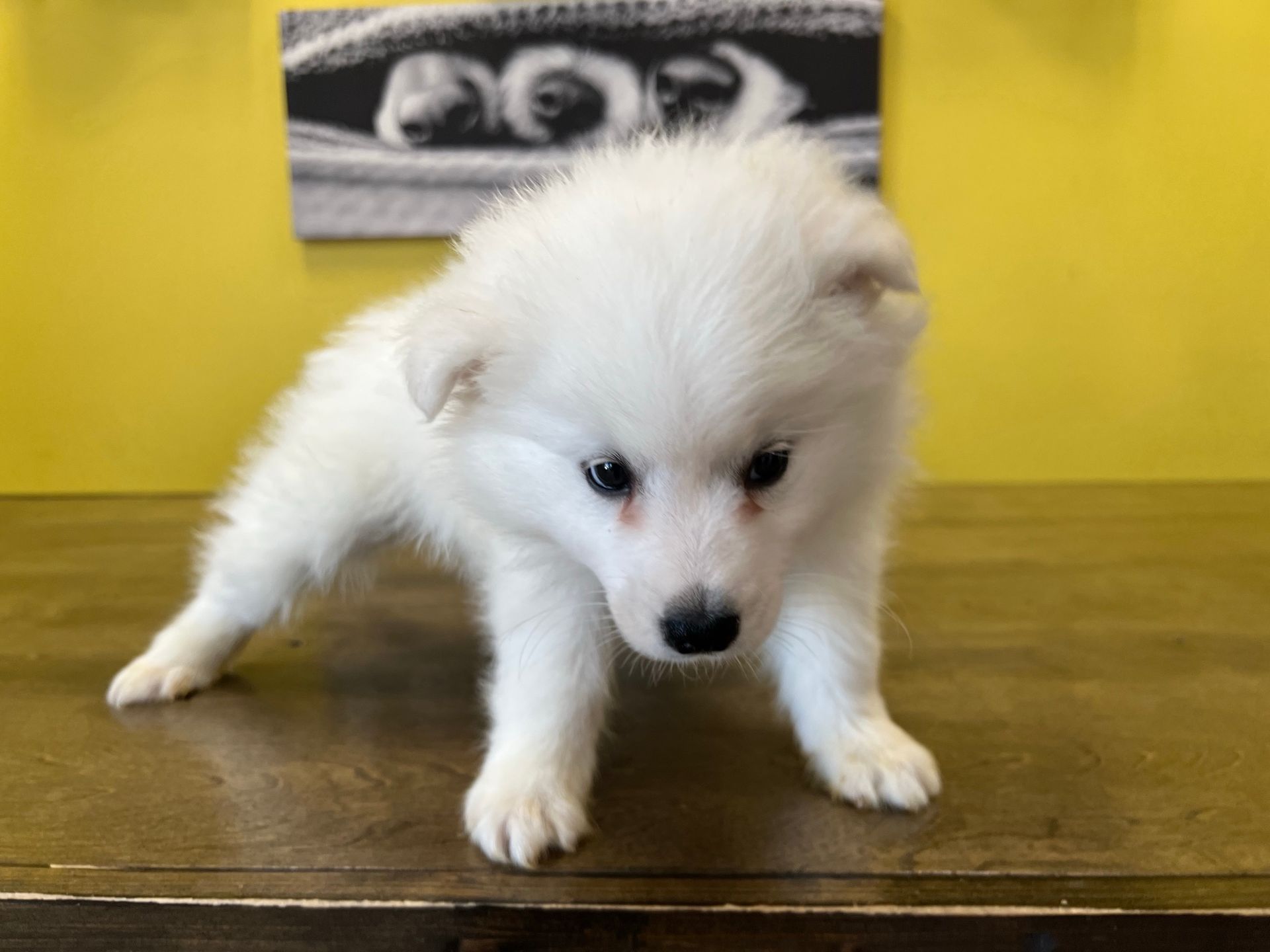 American Eskimo puppies for sale New York