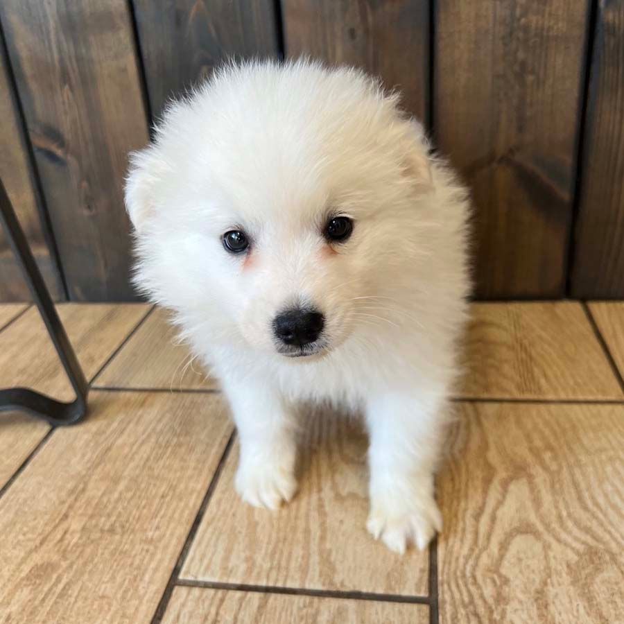 American eskimo puppies for sale