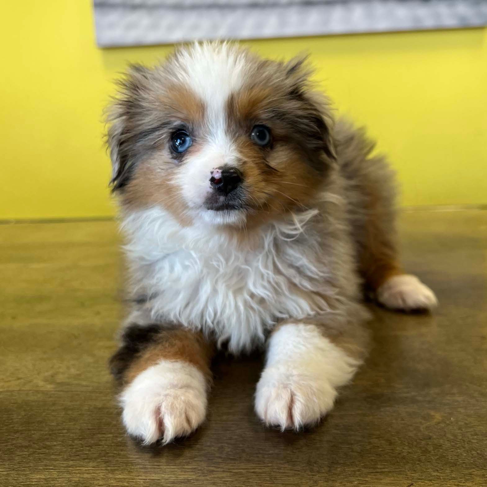 australian shepherd puppies australian shepherd puppies for sale