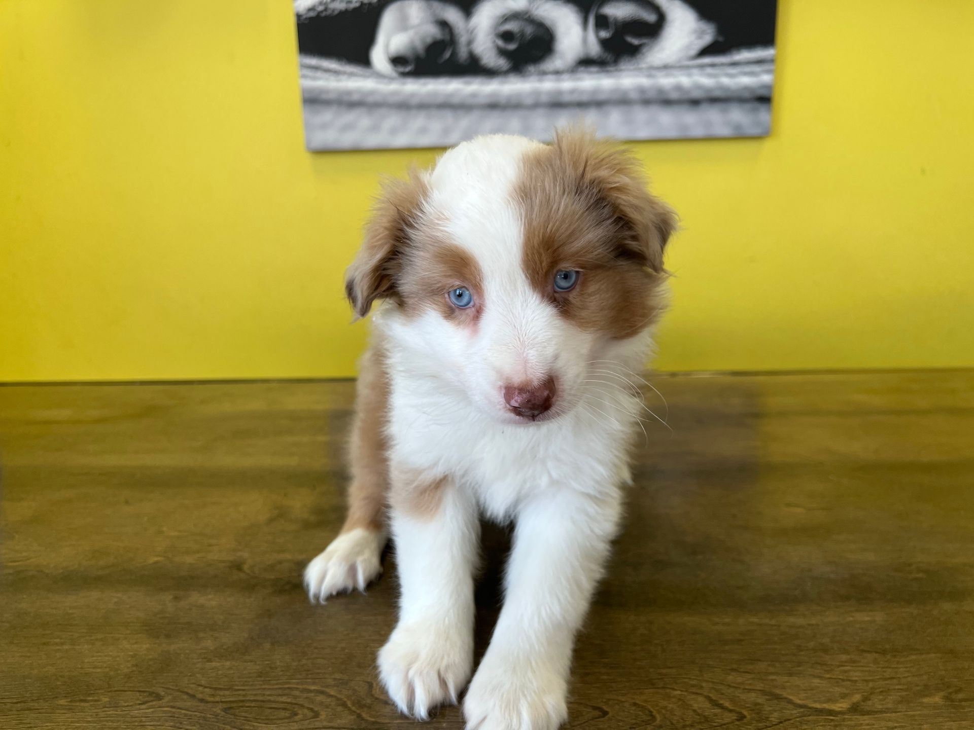 Australian Shepherd puppies New York