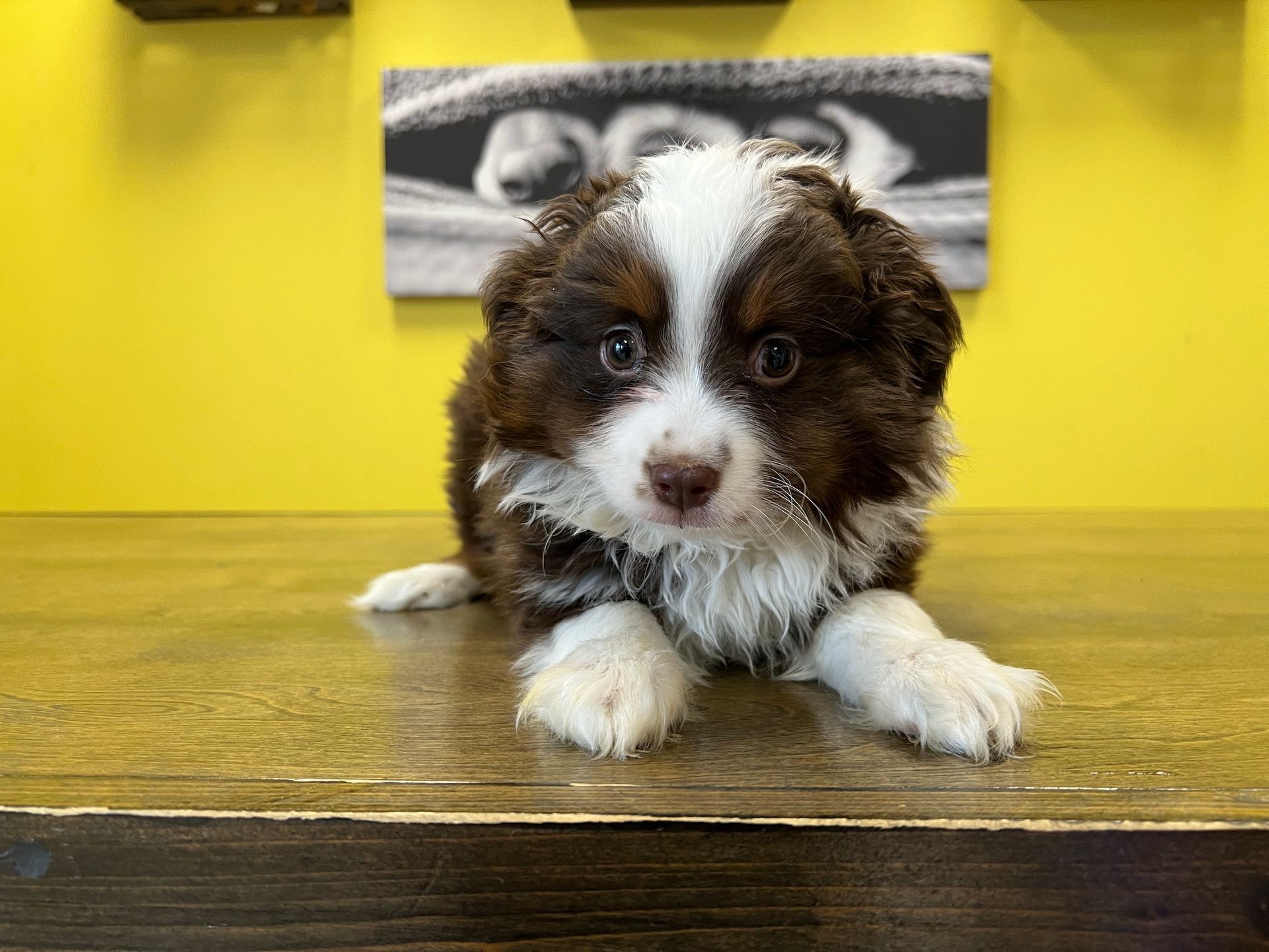 Australian Shepherd puppies for sale New York