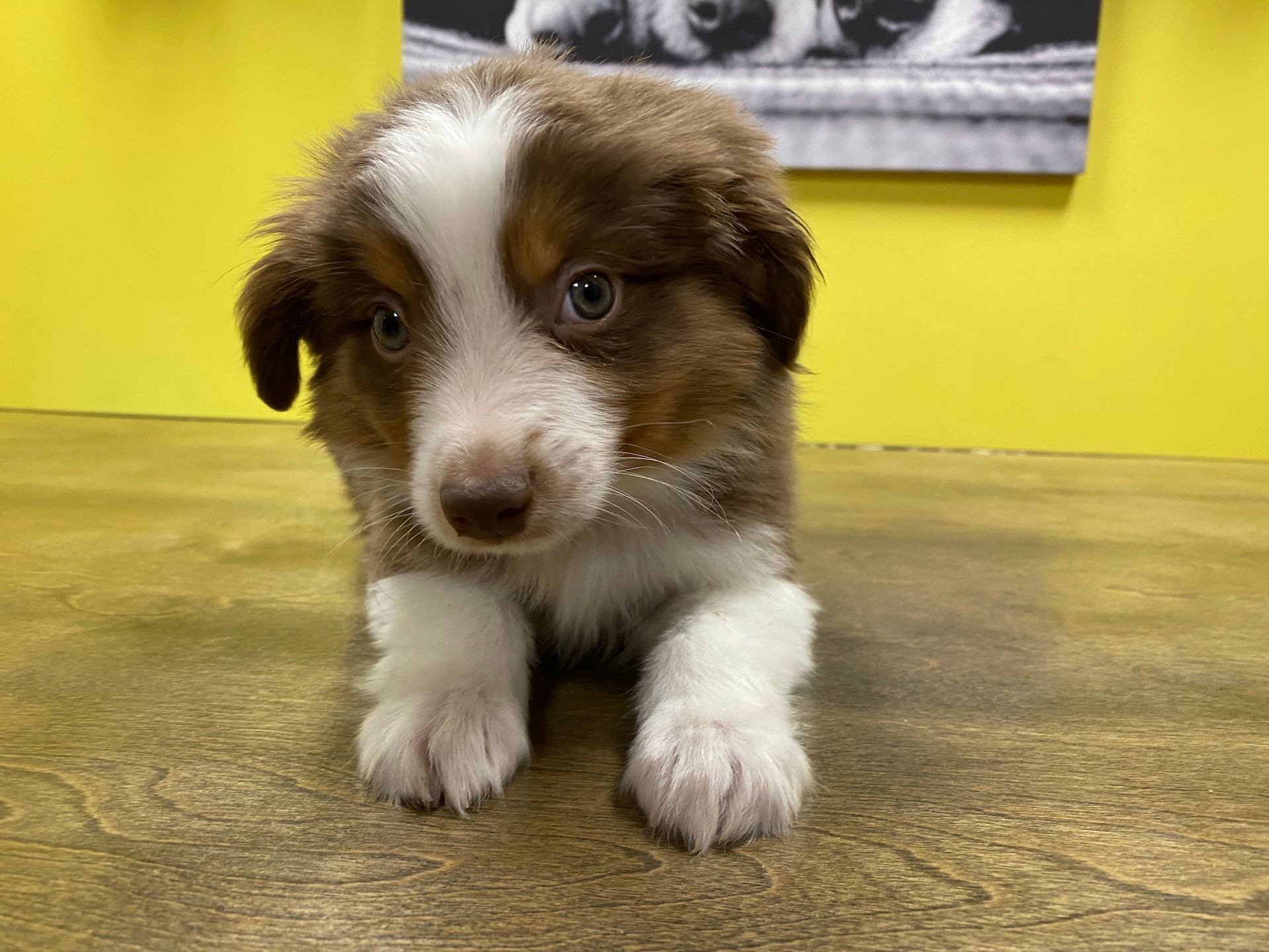 Australian Shepherd puppies New York