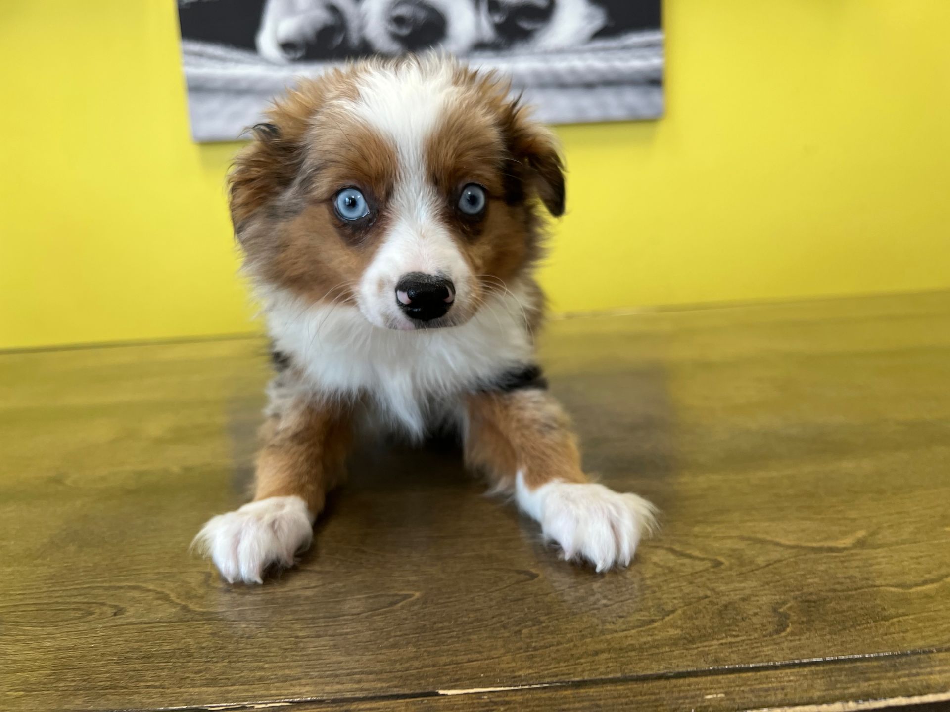 Australian Shepherd puppies for sale New York