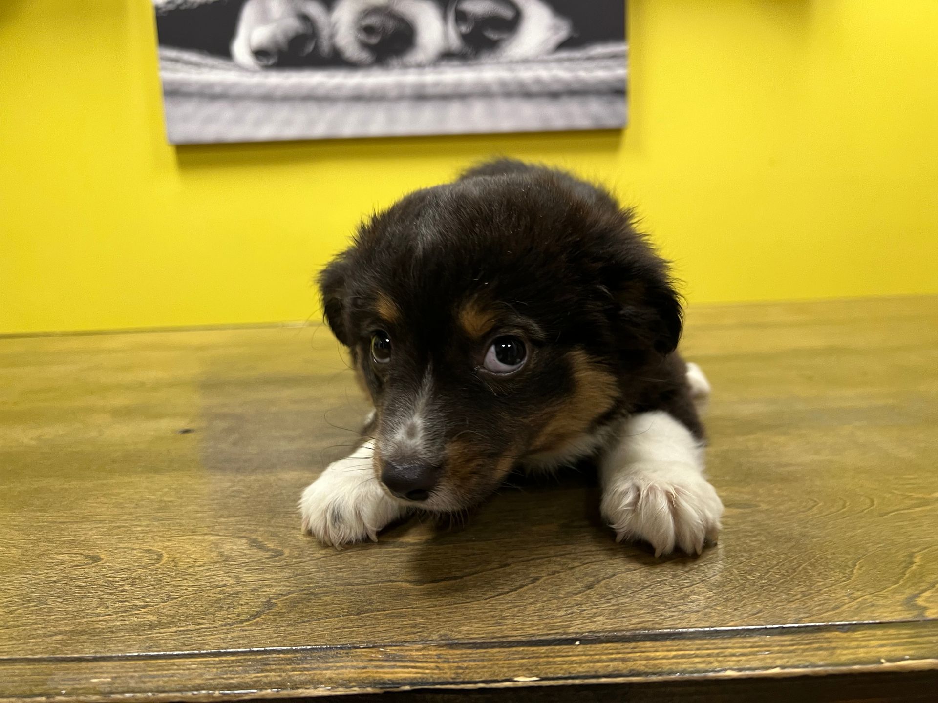 Australian Shepherd puppies New York