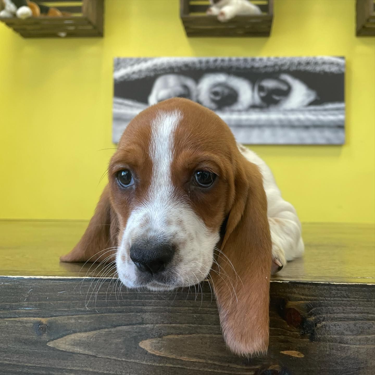 basset hound puppies basset hound puppies