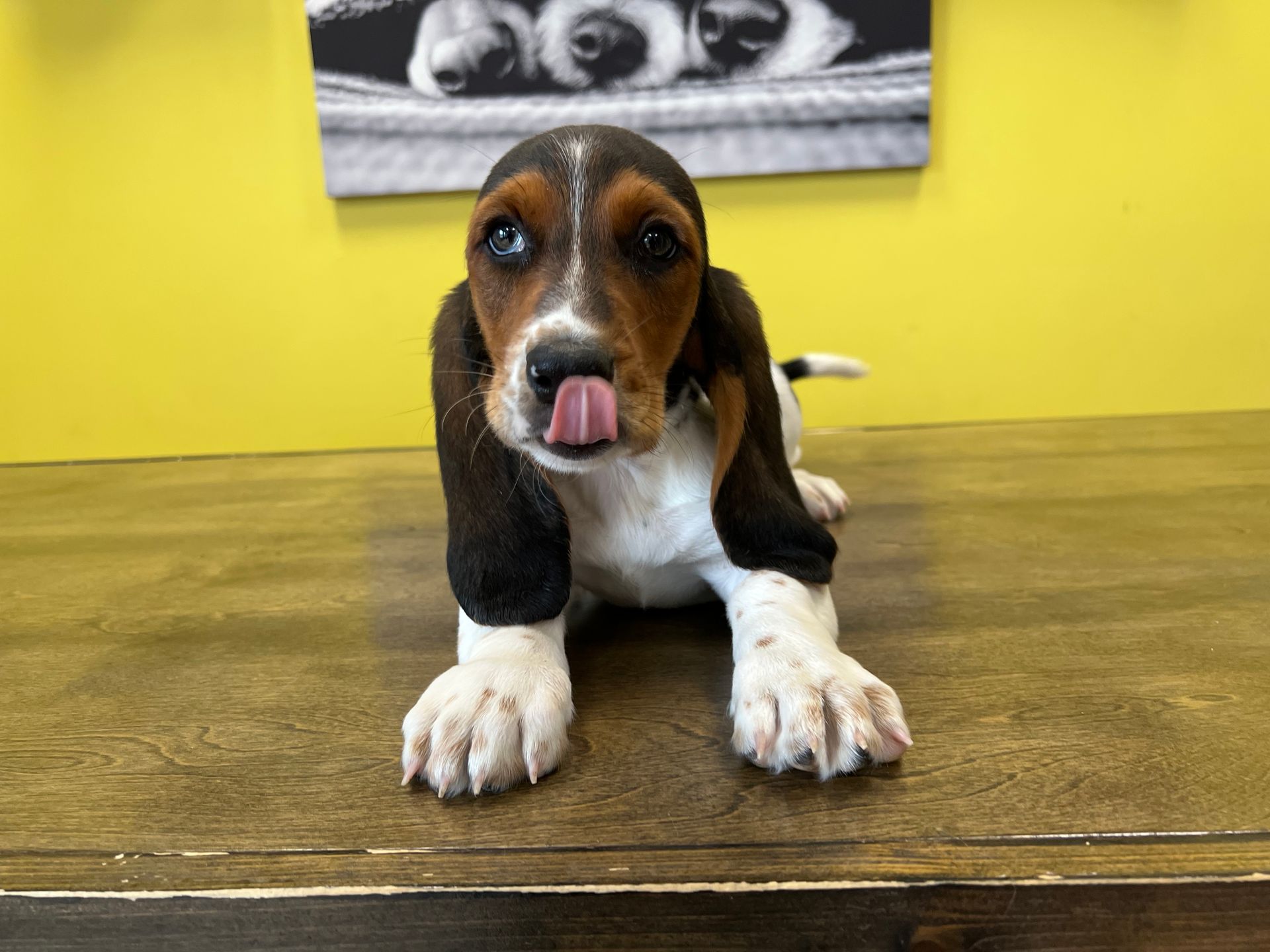 basset hound puppies New York