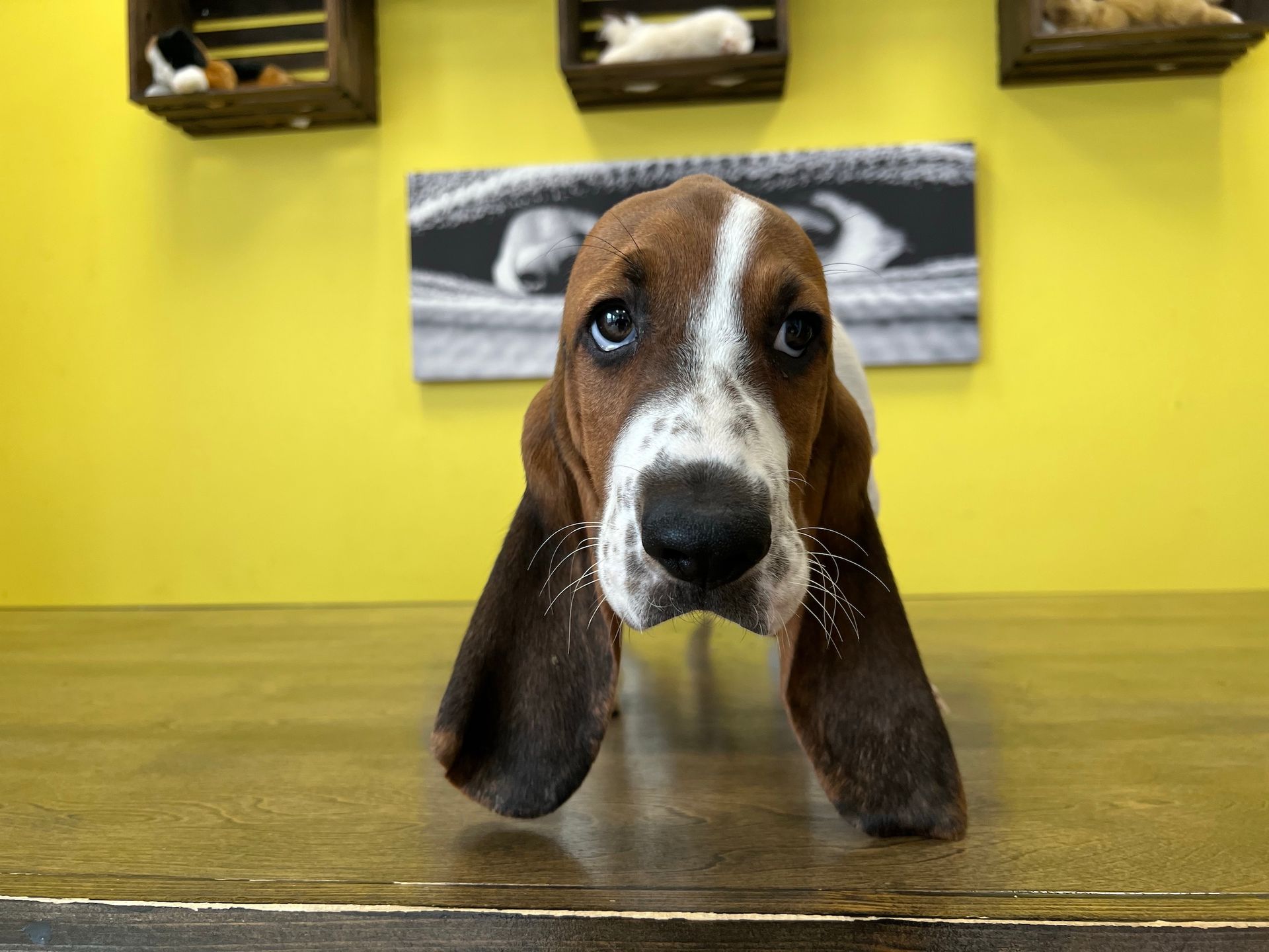 Basset Hound puppies for sale New York