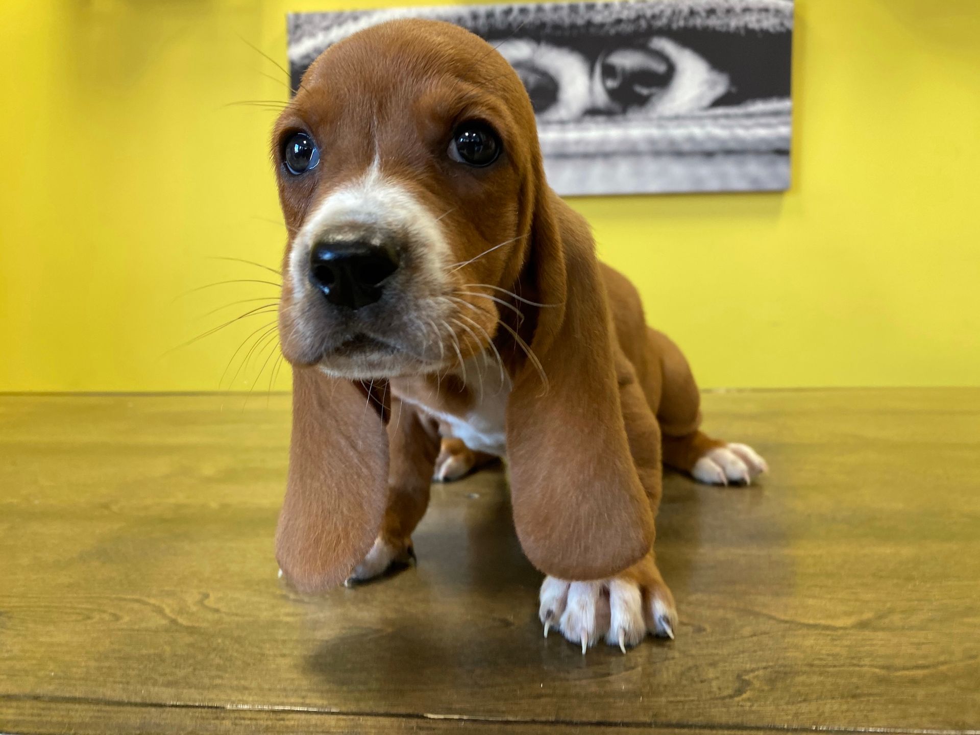 Basset Hound puppies New York