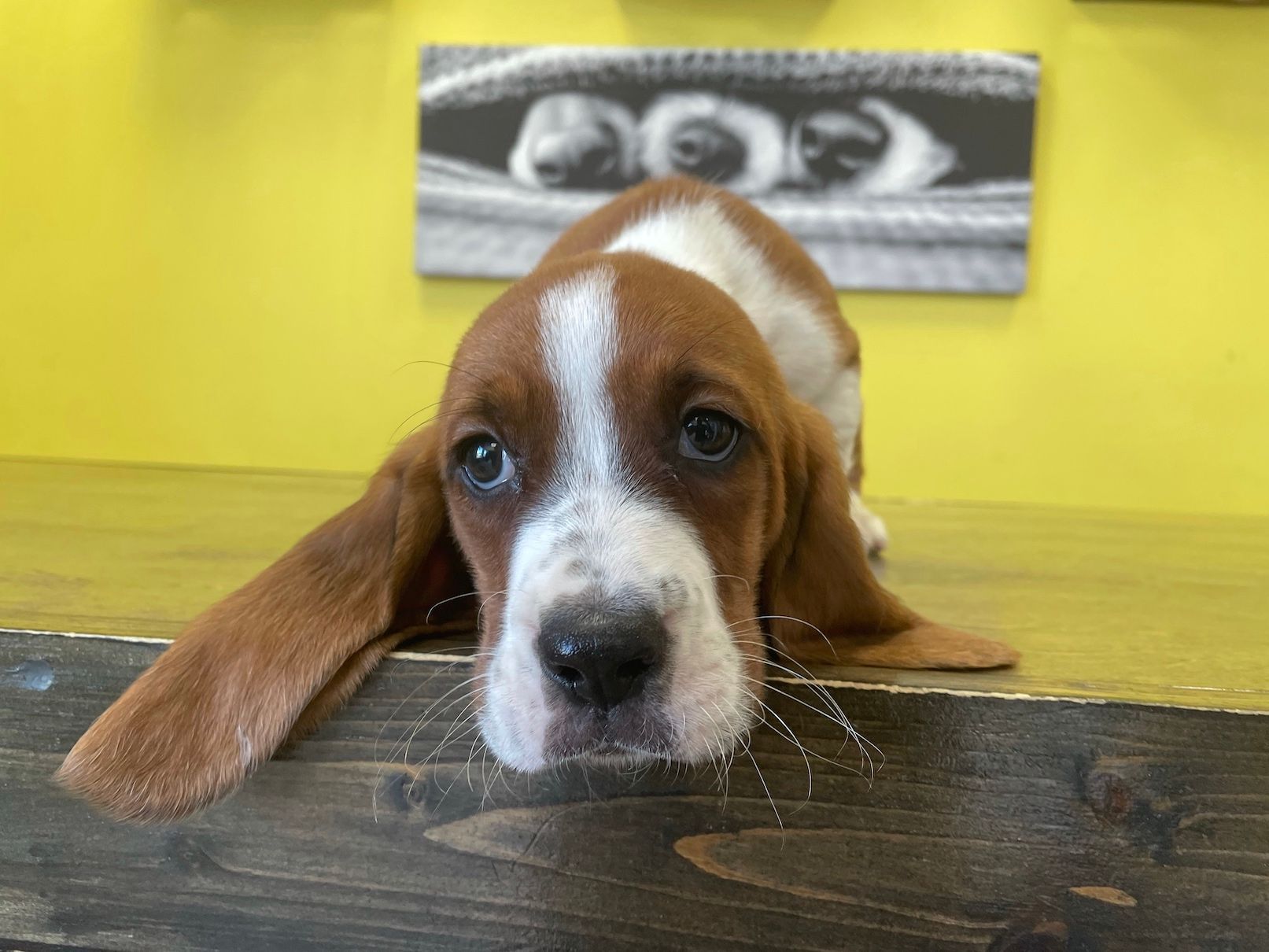 Basset Hound puppies for sale New York