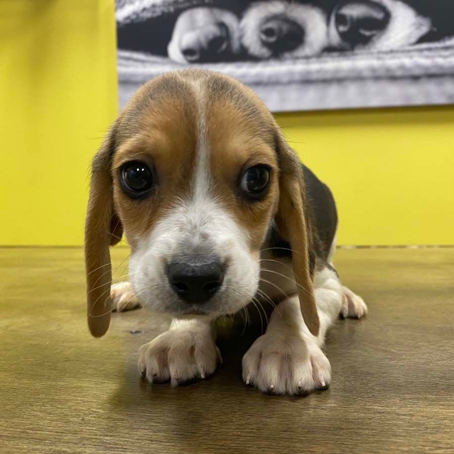 beagle puppies beagle puppies for sale