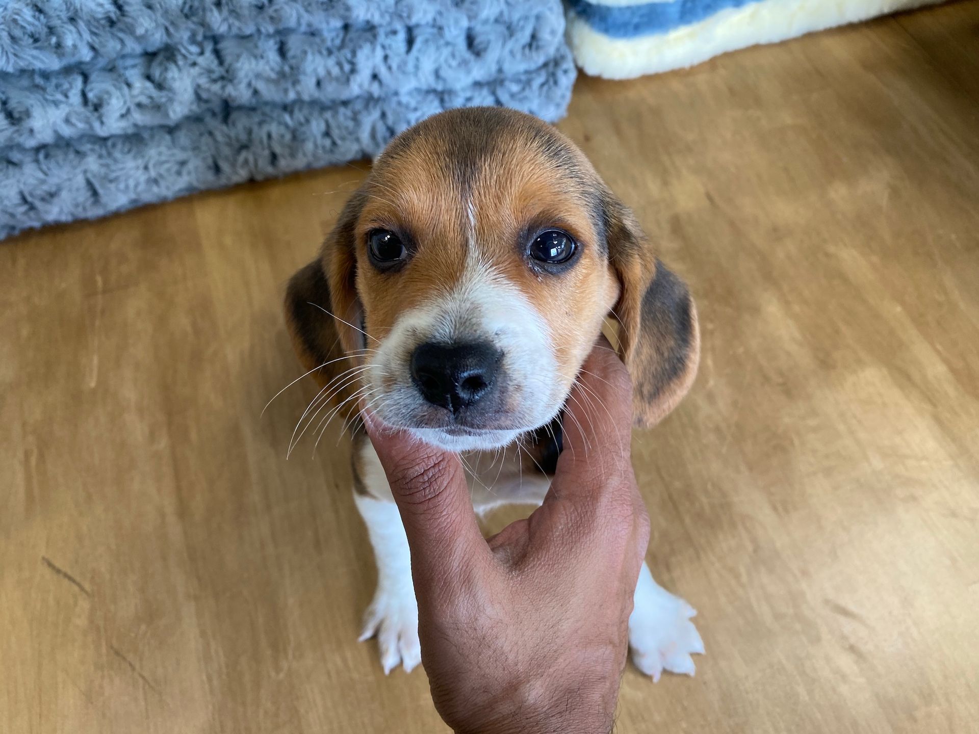 beagle puppies New York