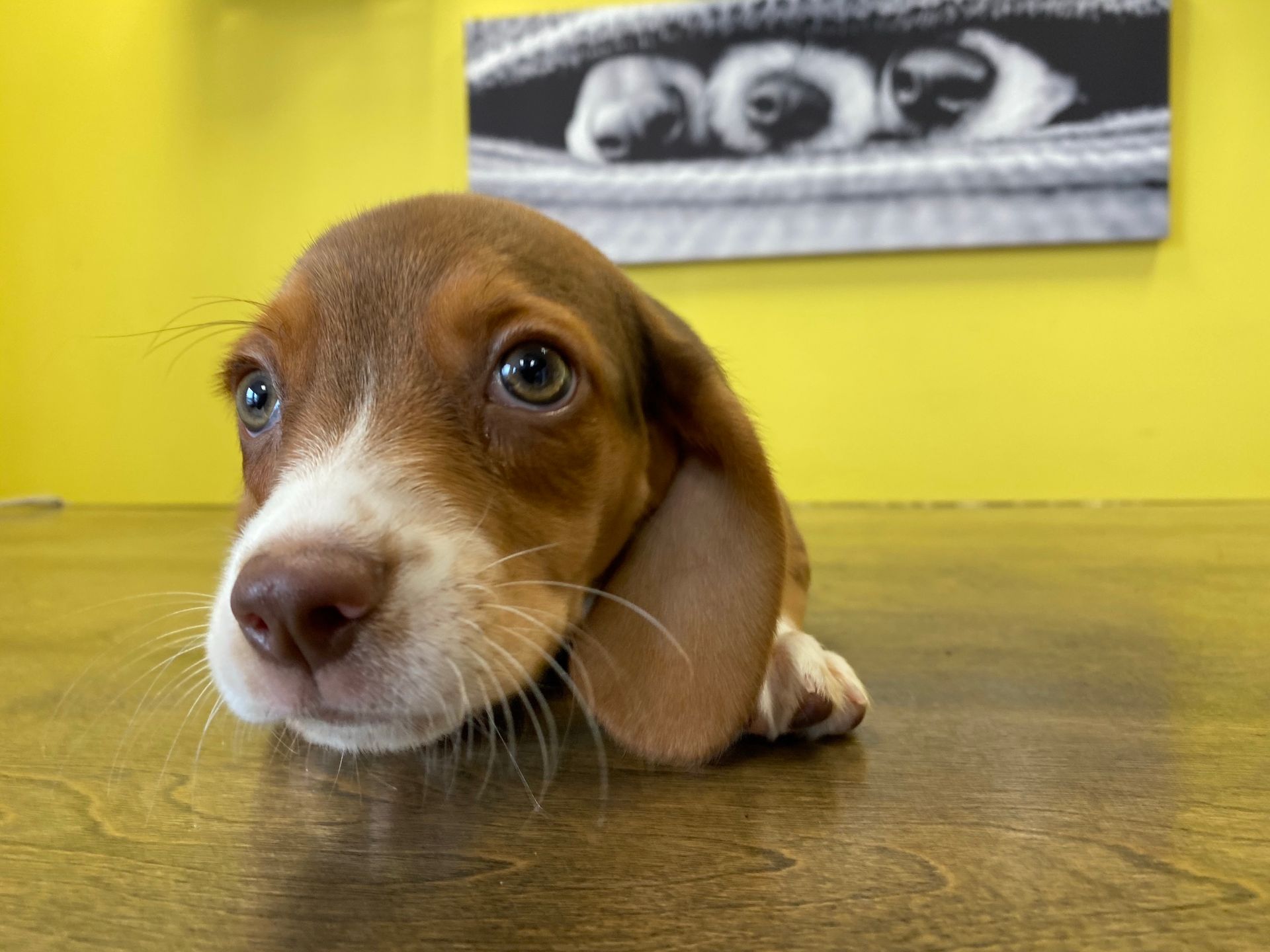 beagle puppies New York