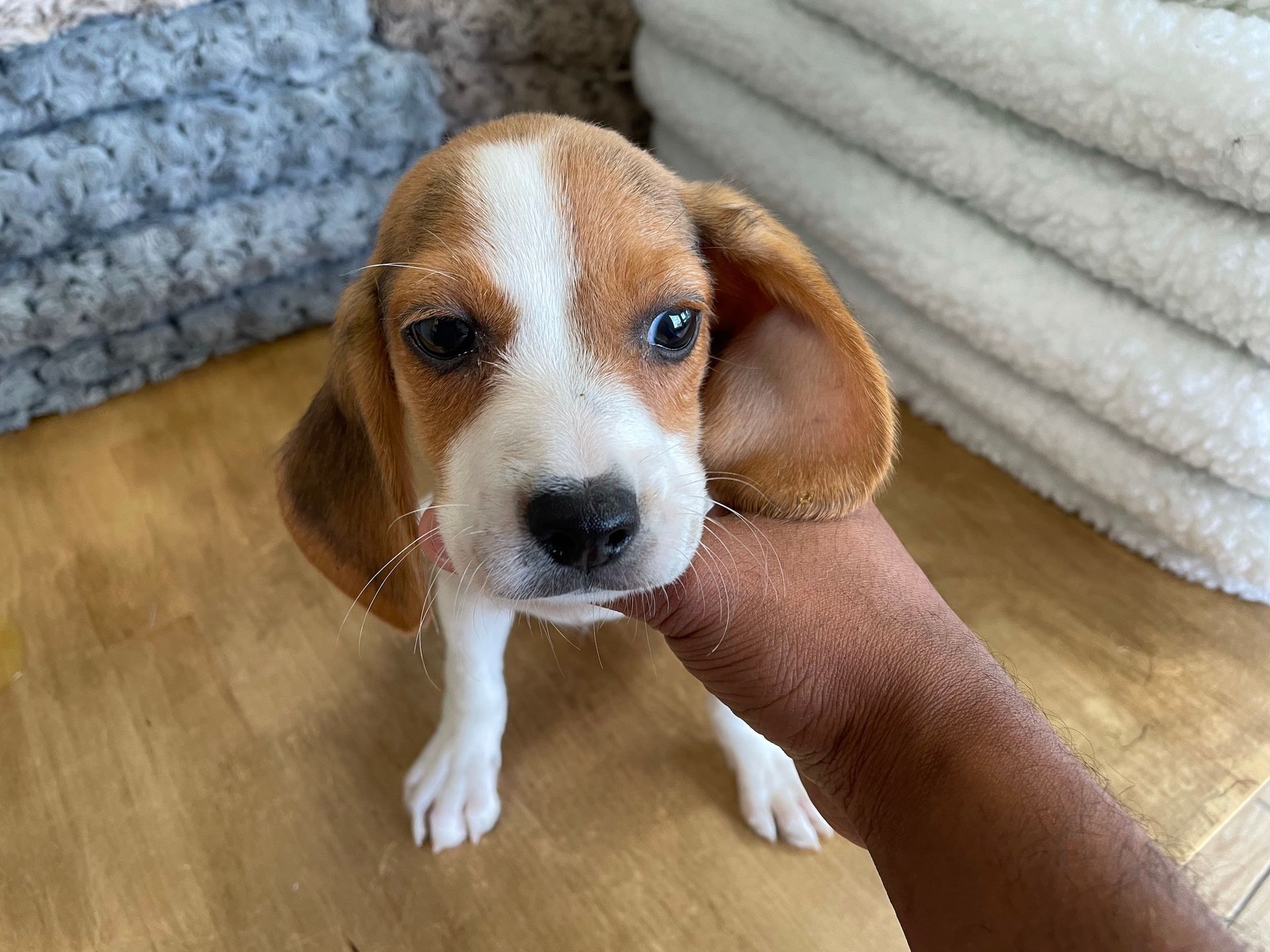beagle puppies New York