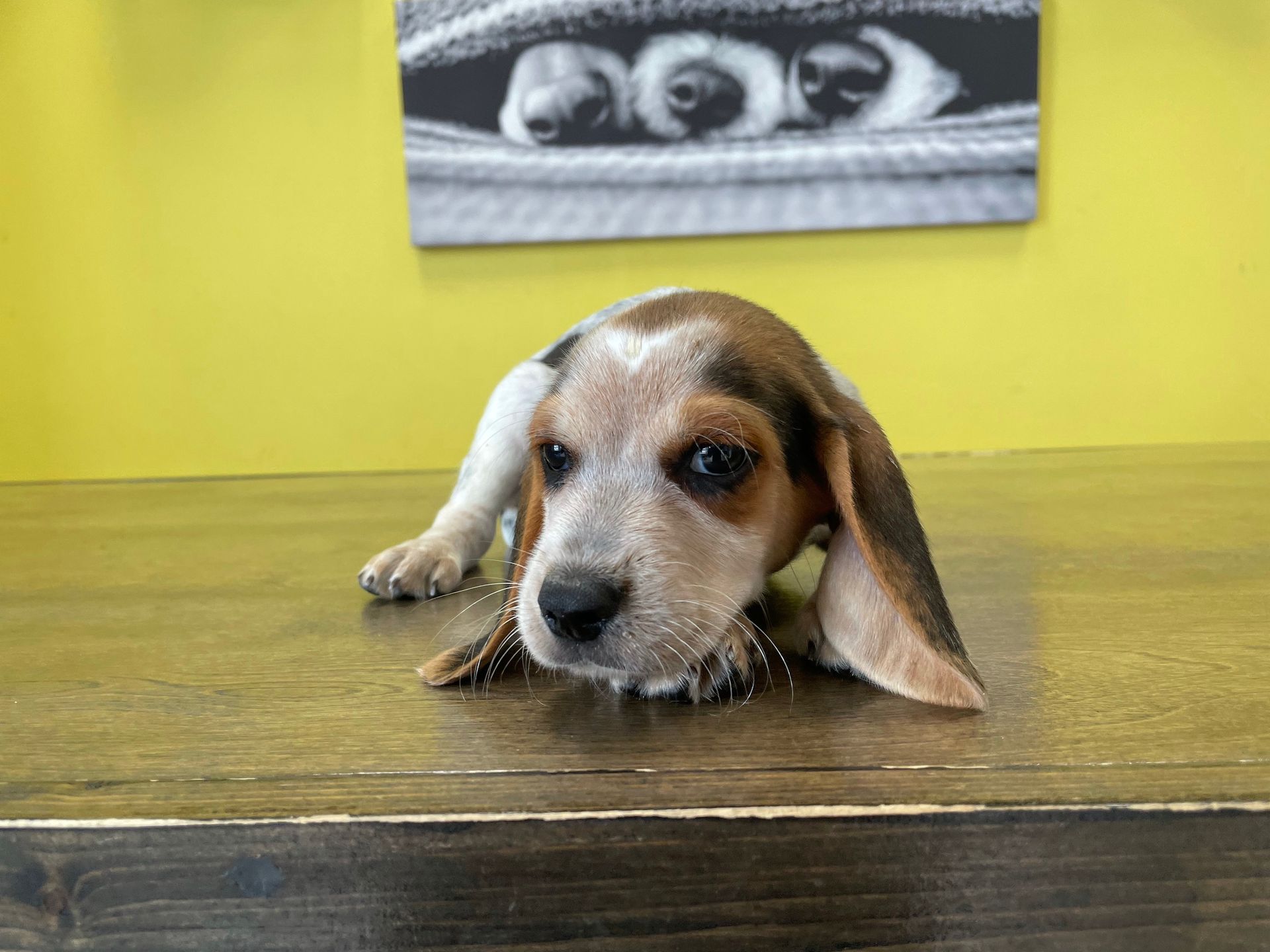 beagle puppies for sale New York