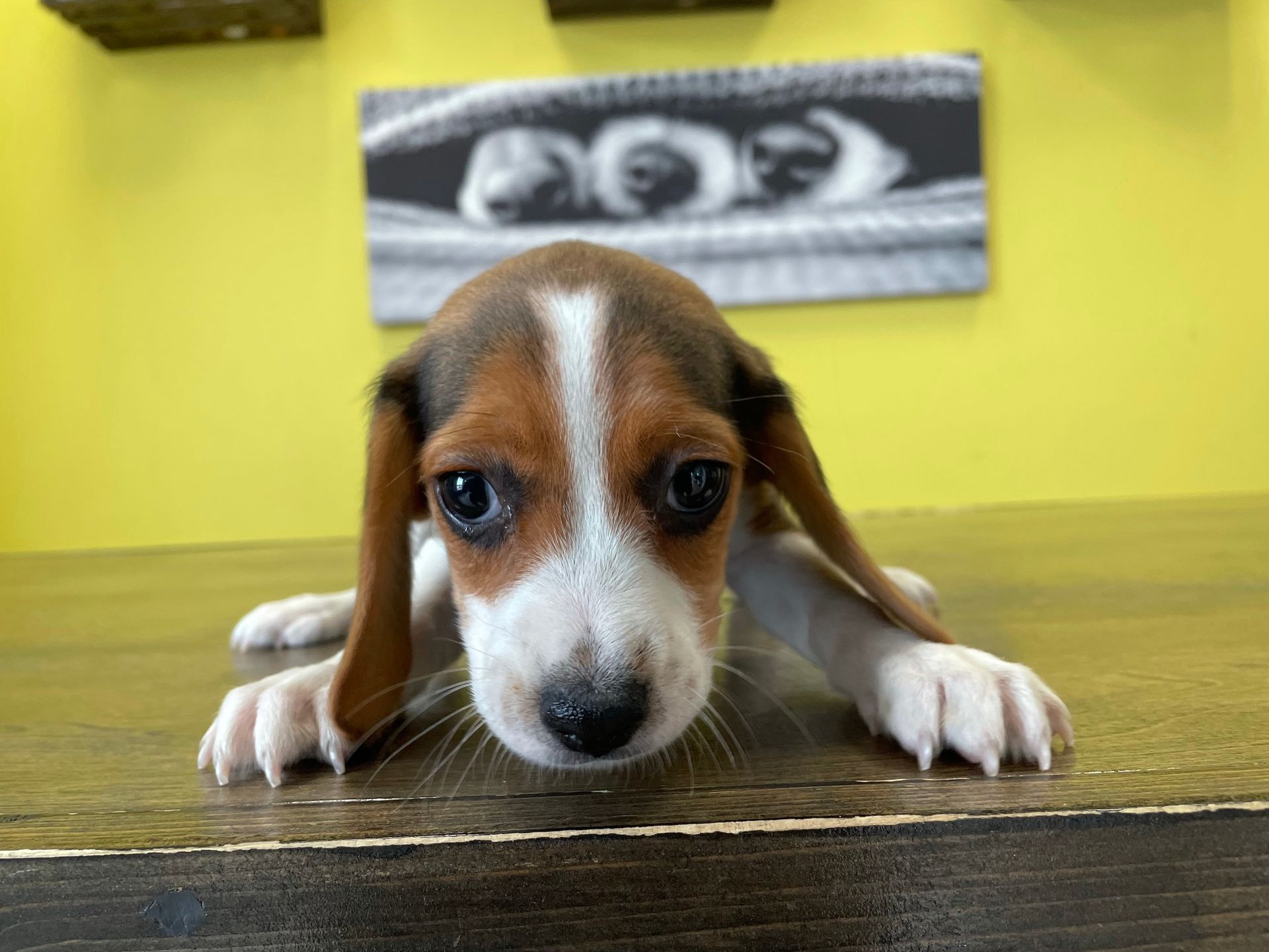 beagle puppies New York