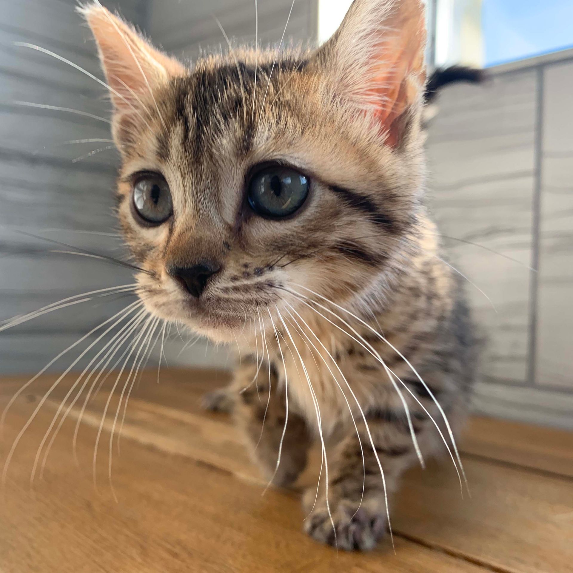 bengal kittens bengal kittens for sale