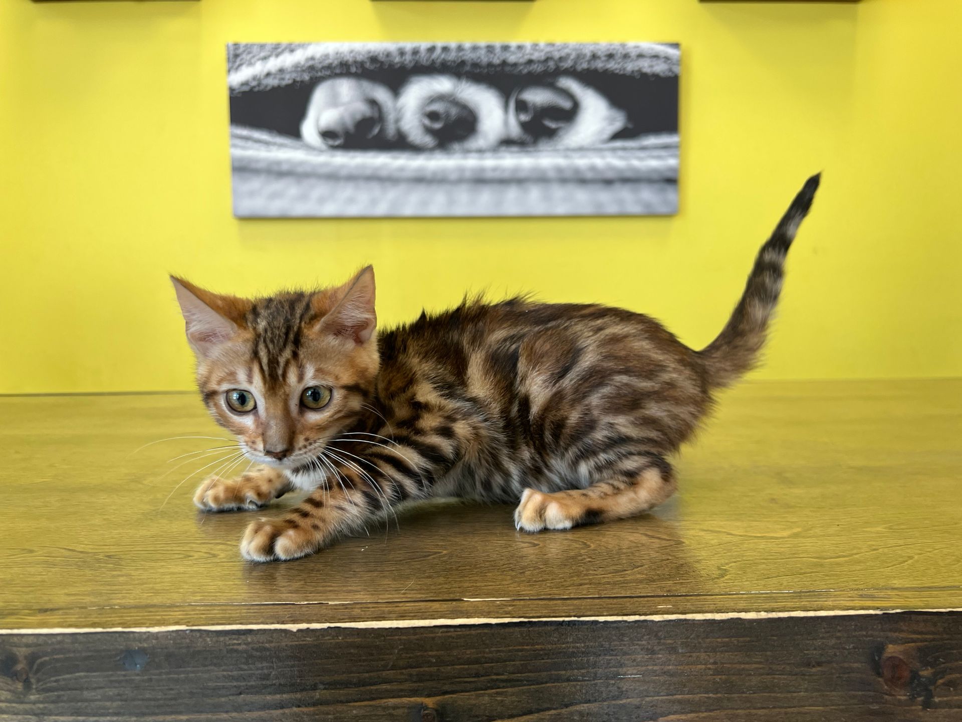 Bengal Kittens New York