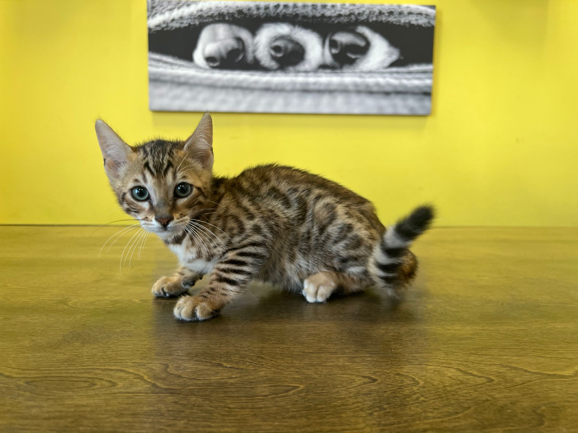 Bengal Kittens for sale New York