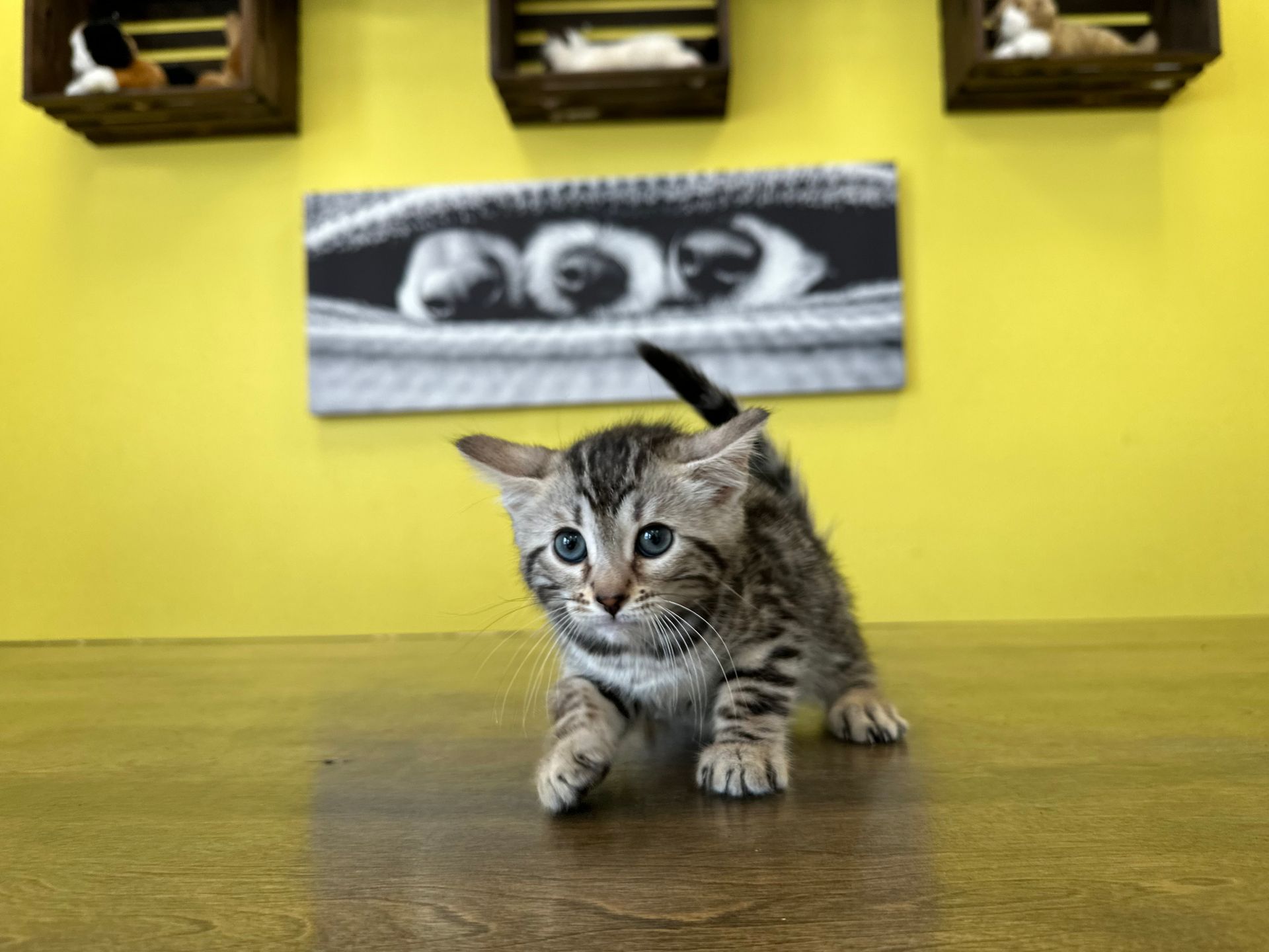 Bengal Kittens New York