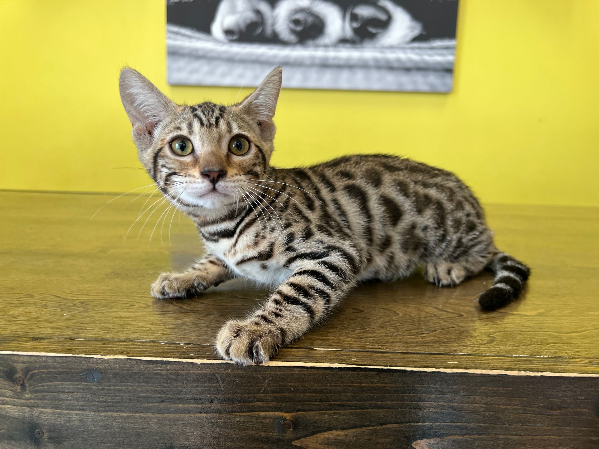 Bengal Kittens for sale New York