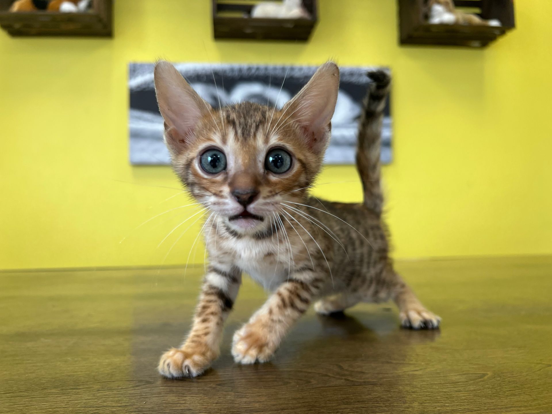 Bengal Kittens New York