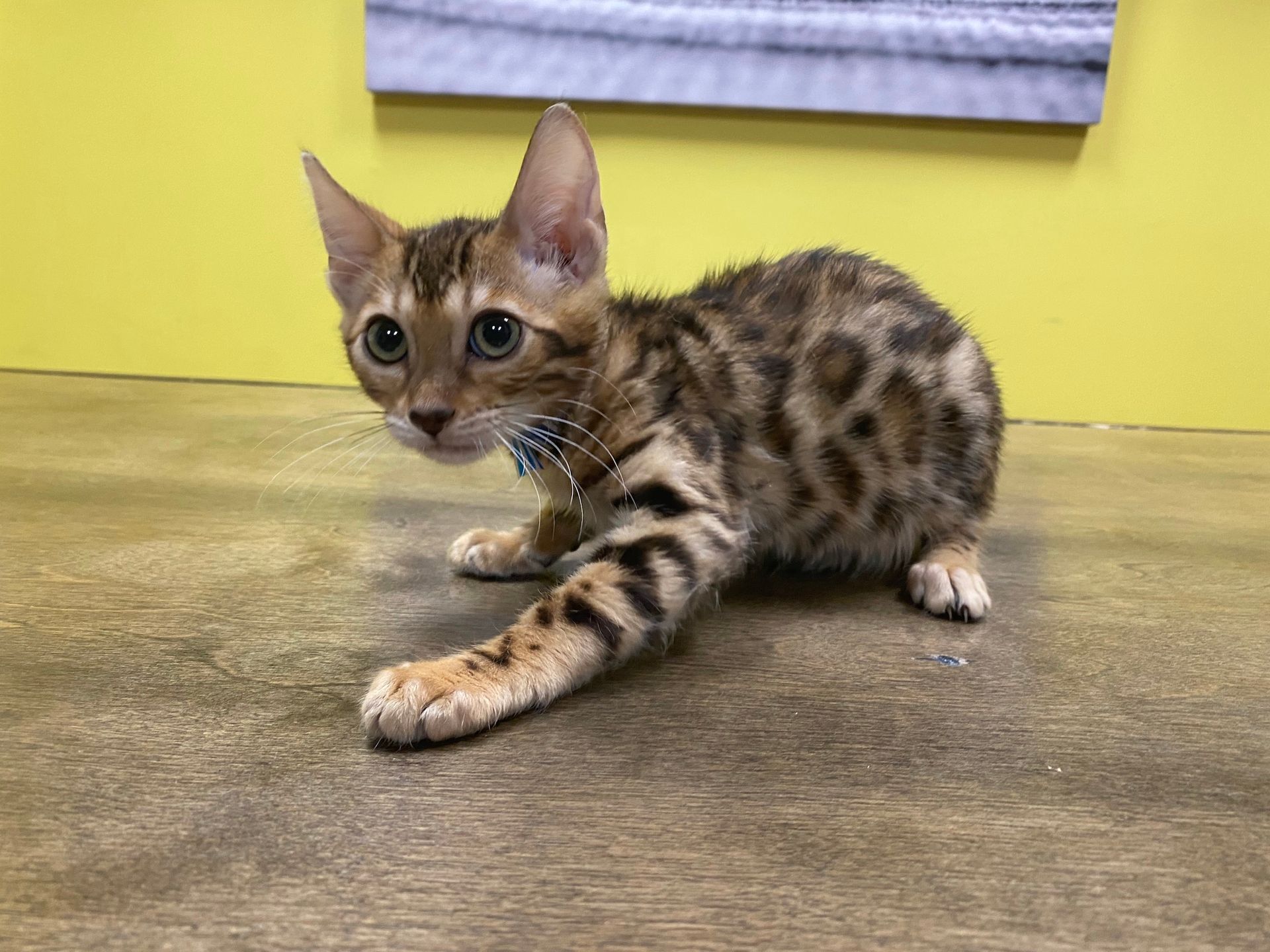 Bengal Kittens New York