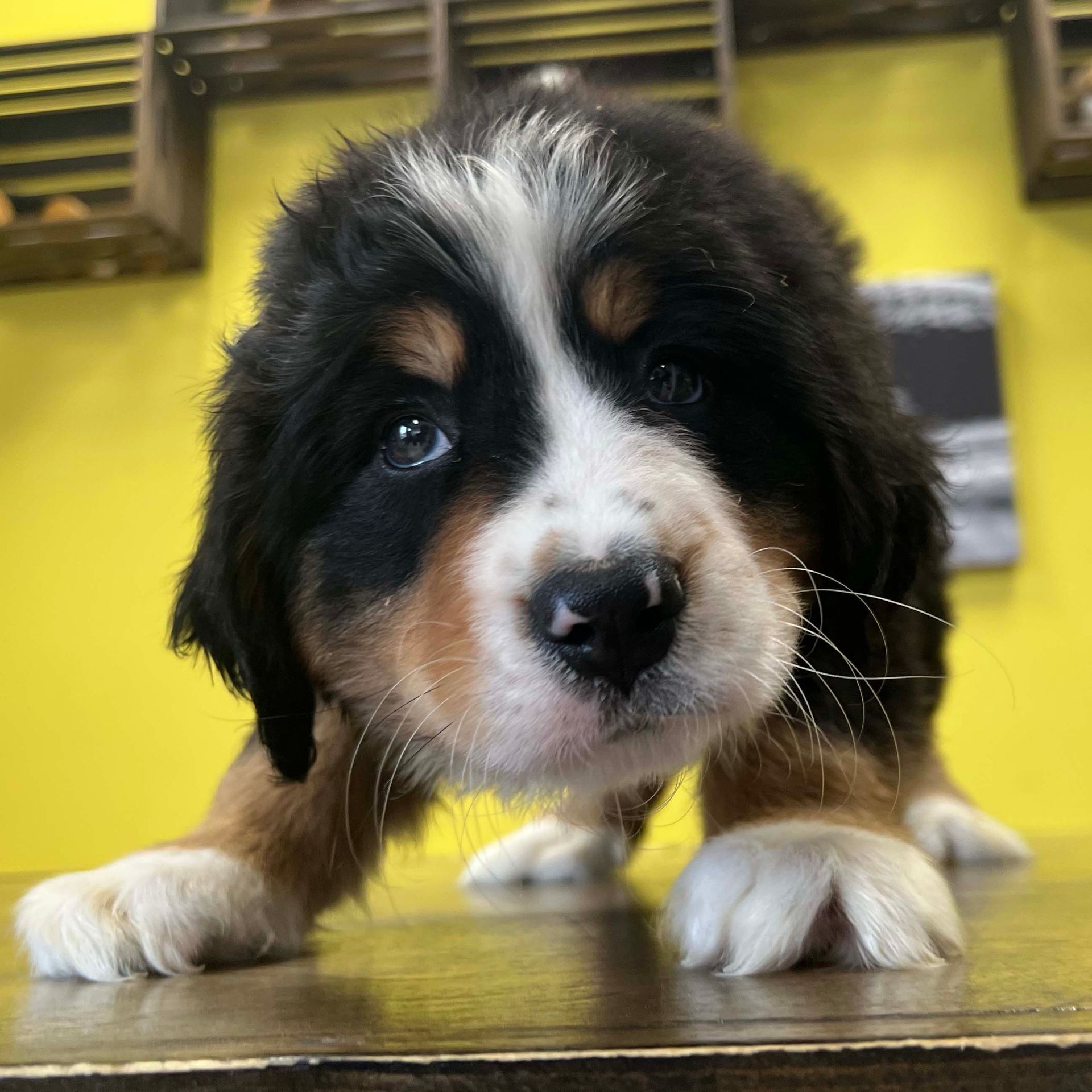 Bernese mountain puppies Bernese mountain puppies for sale