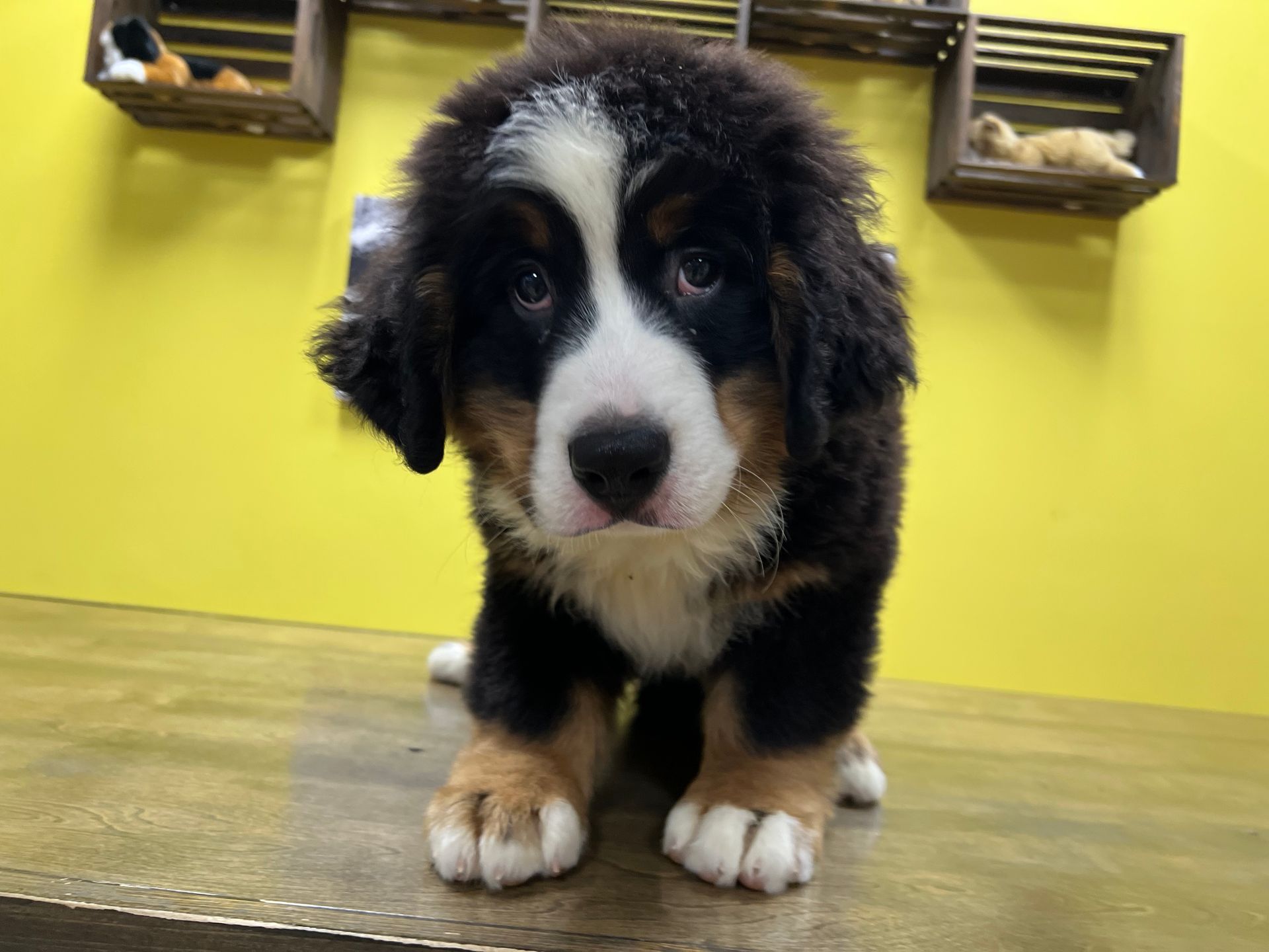 Bernese Mountain puppies New York