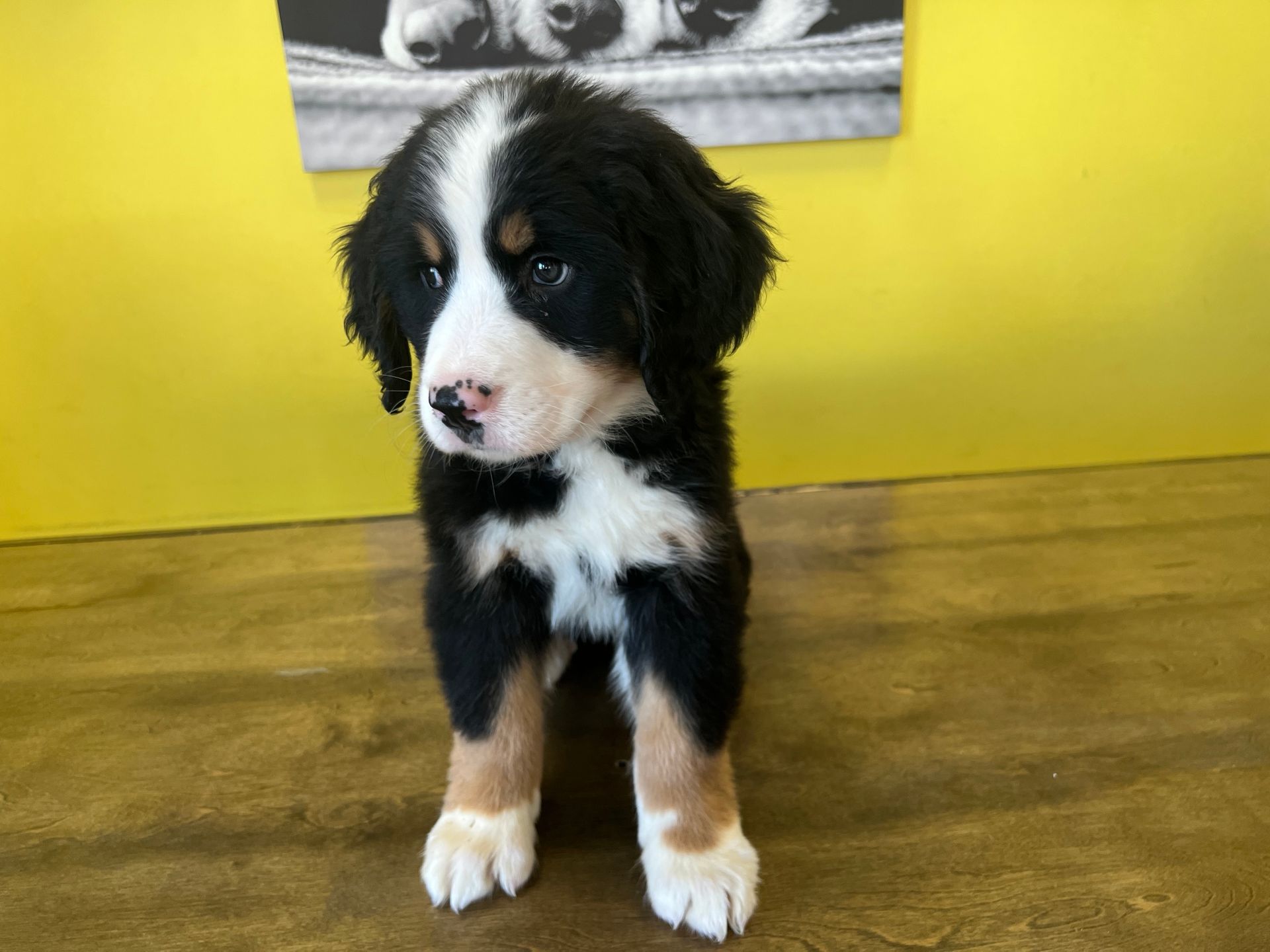 Bernese Mountain puppies for sale New York