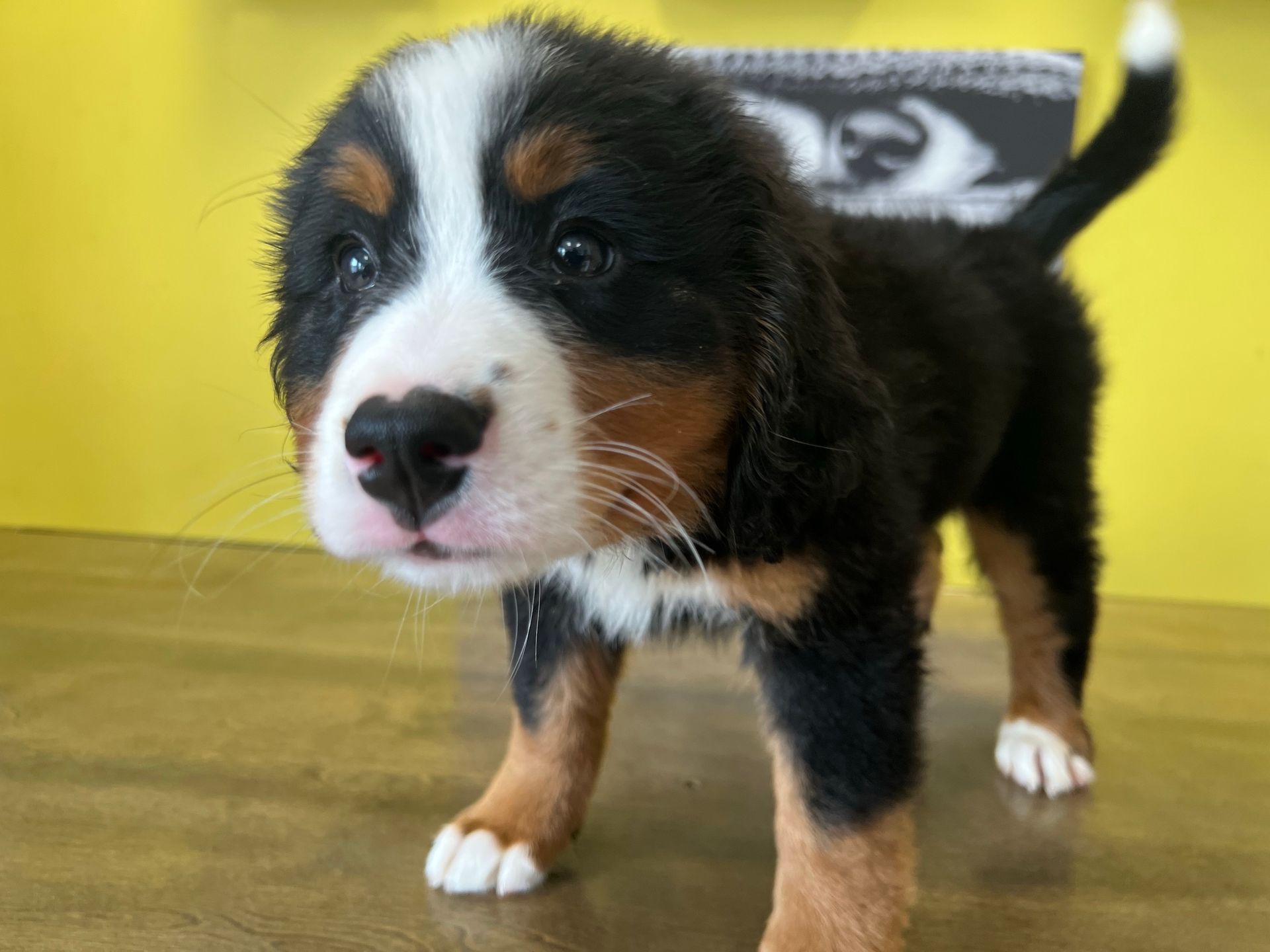 Bernese Mountain puppies New York