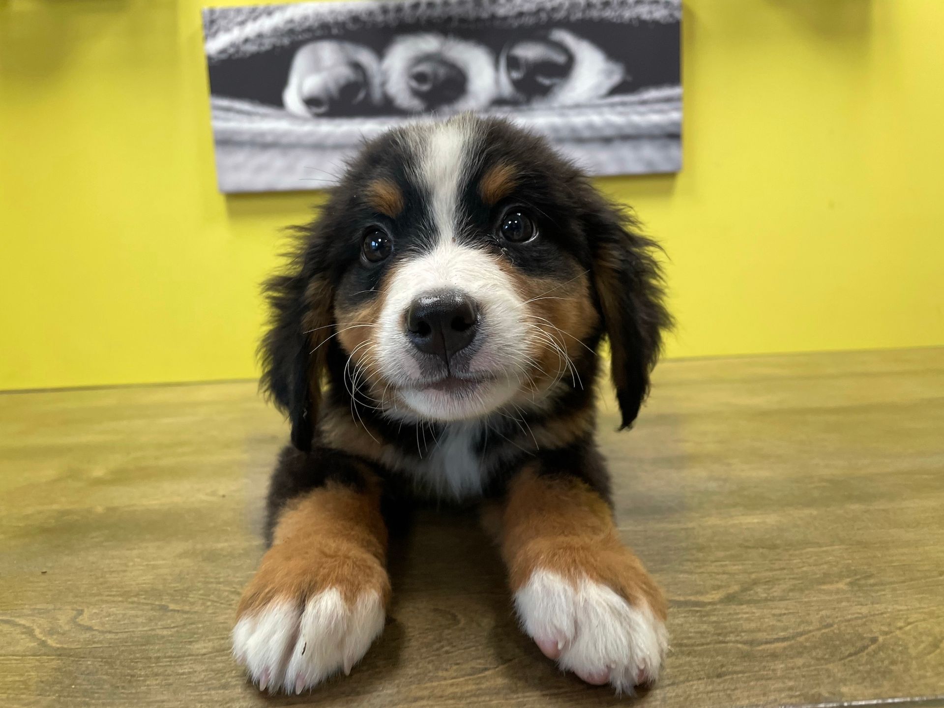 Bernese Mountain puppies for sale New York