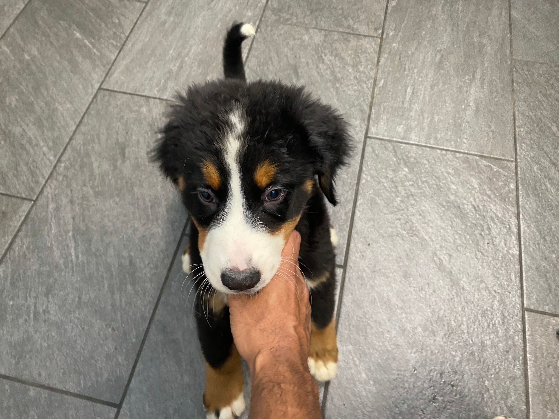 Bernese Mountain puppies New York