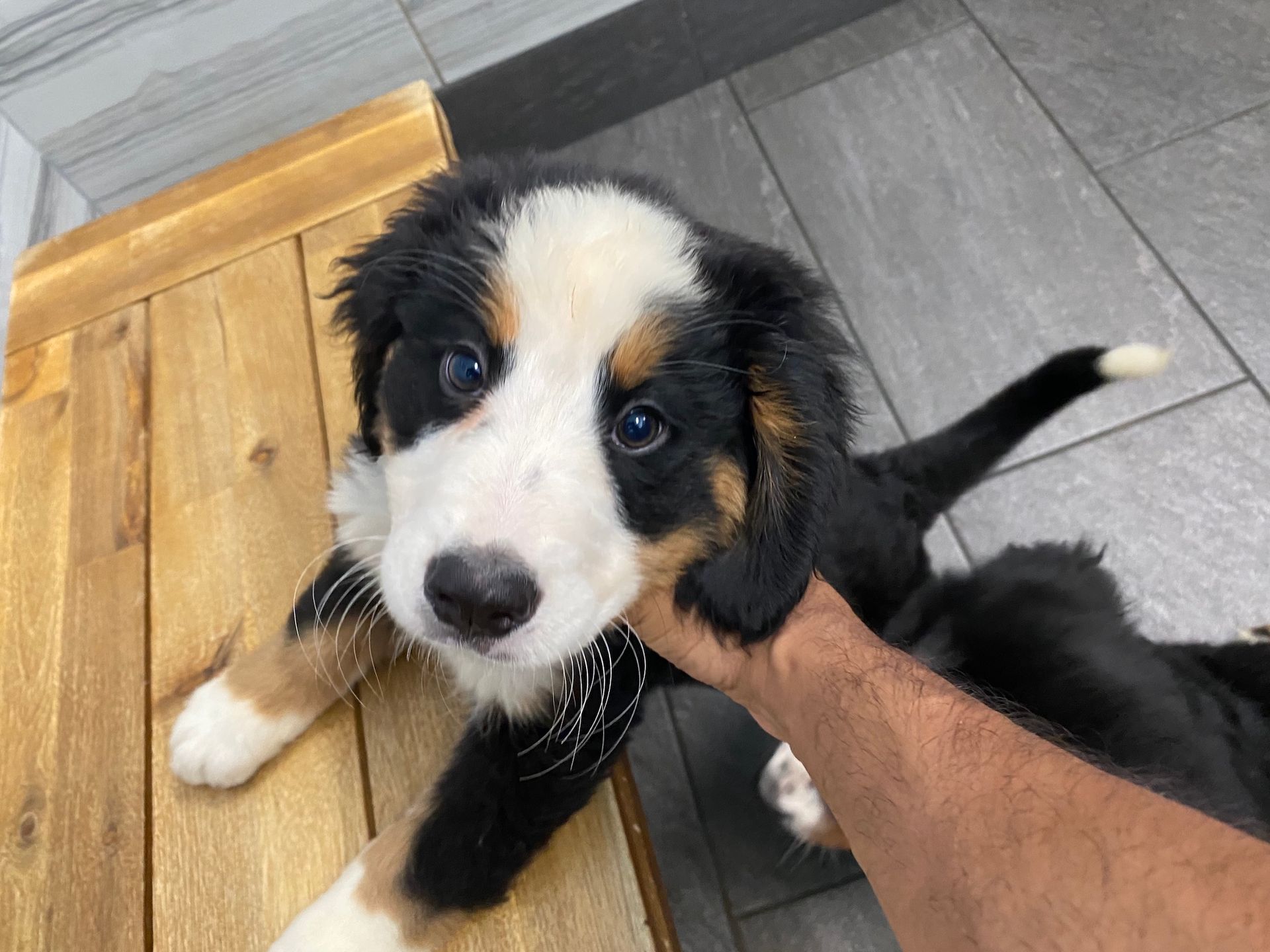 Bernese Mountain puppies for sale New York