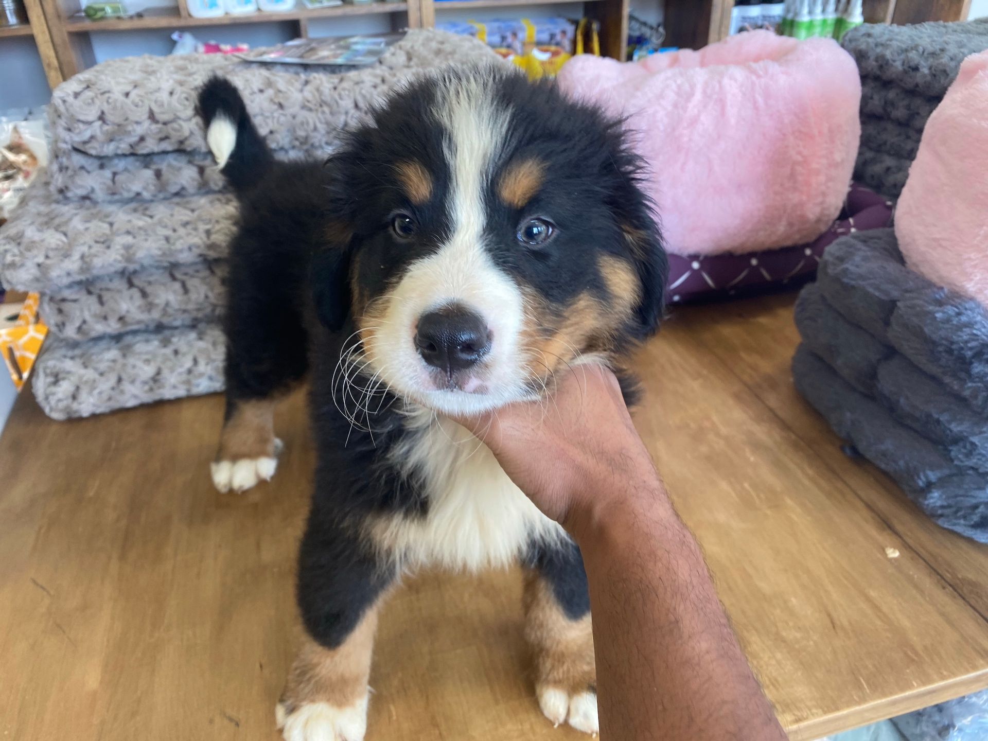 Bernese Mountain puppies New York