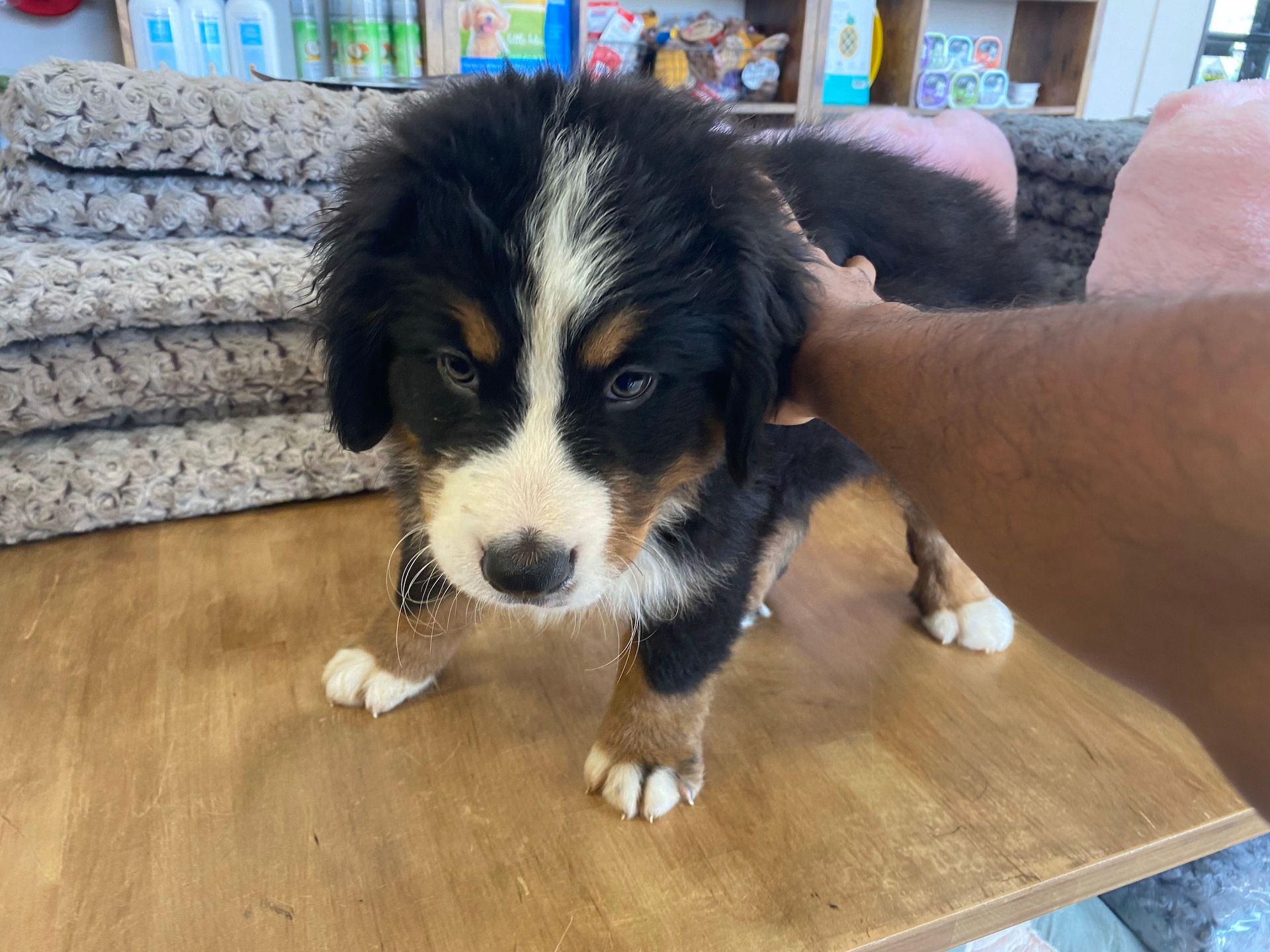 Bernese Mountain puppies for sale New York