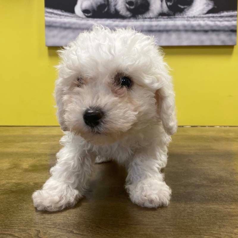 bichon puppies bichon puppies for sale