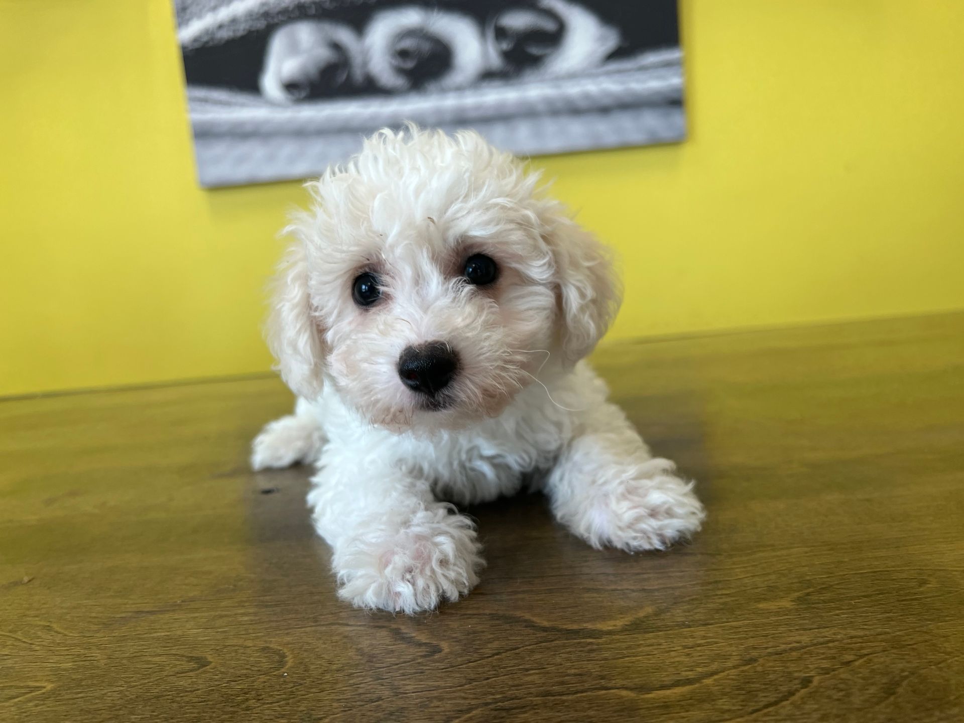 bichon puppies New York