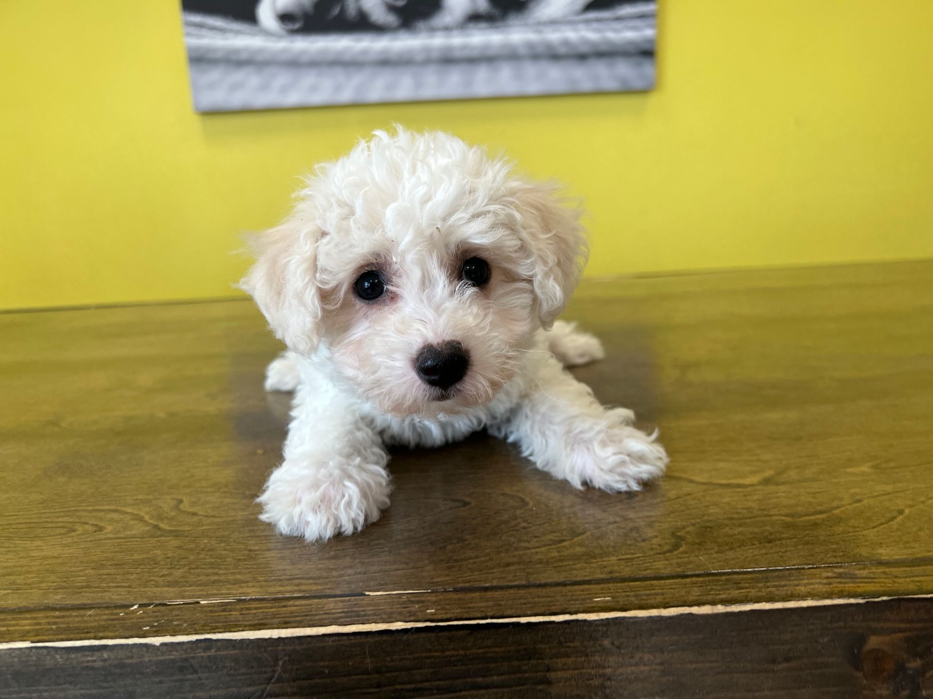 bichon puppies for sale New York