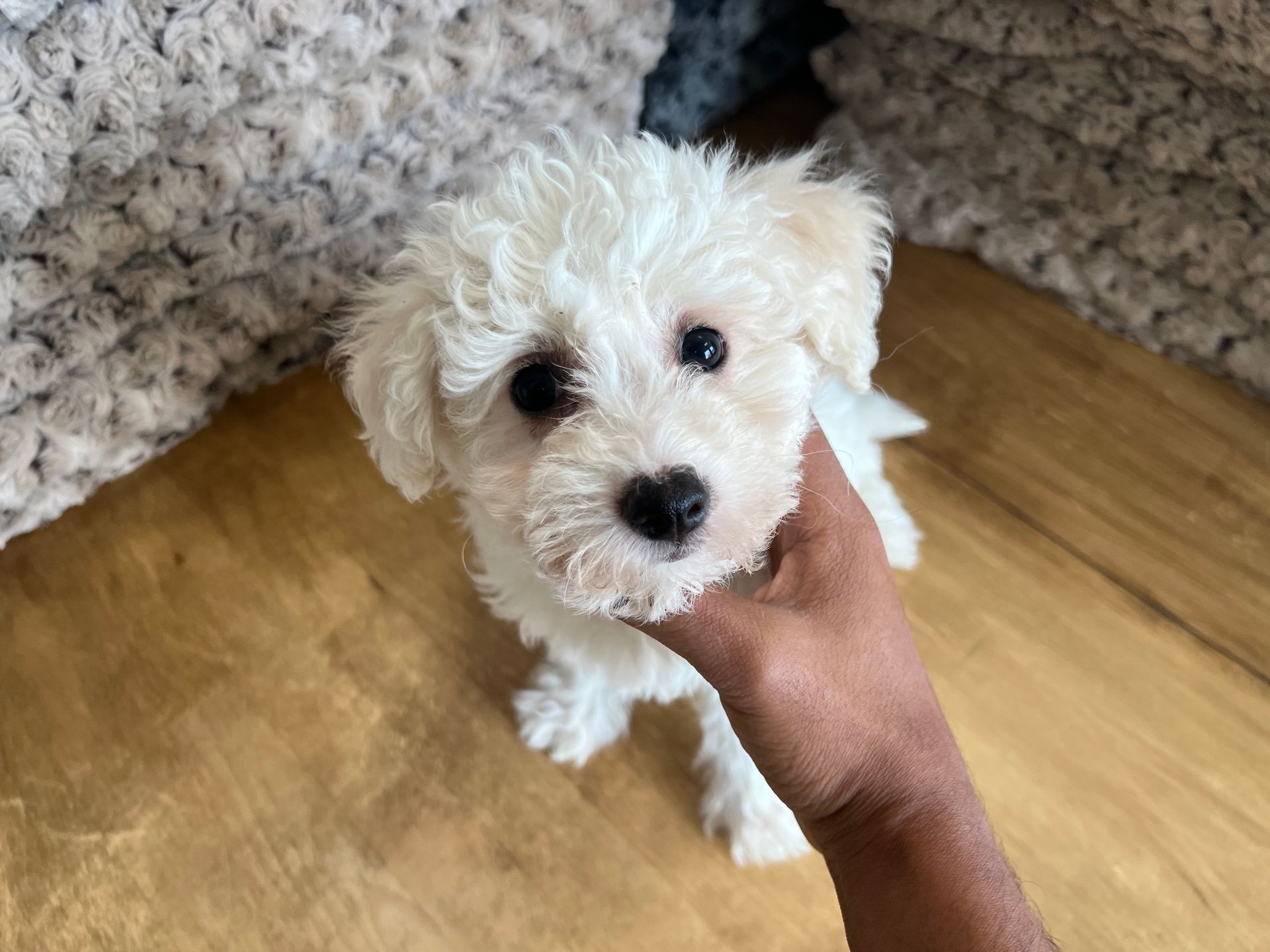 bichon puppies New York