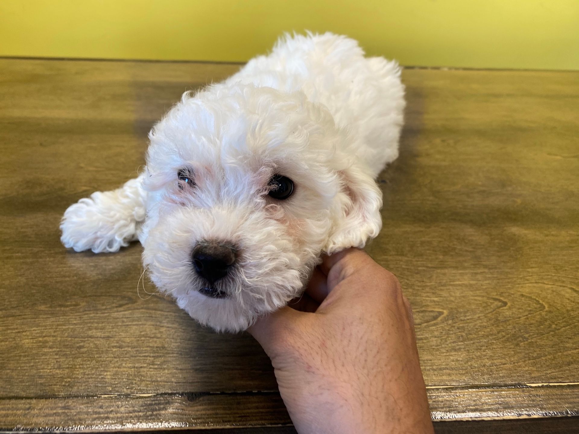 bichon puppies for sale New York