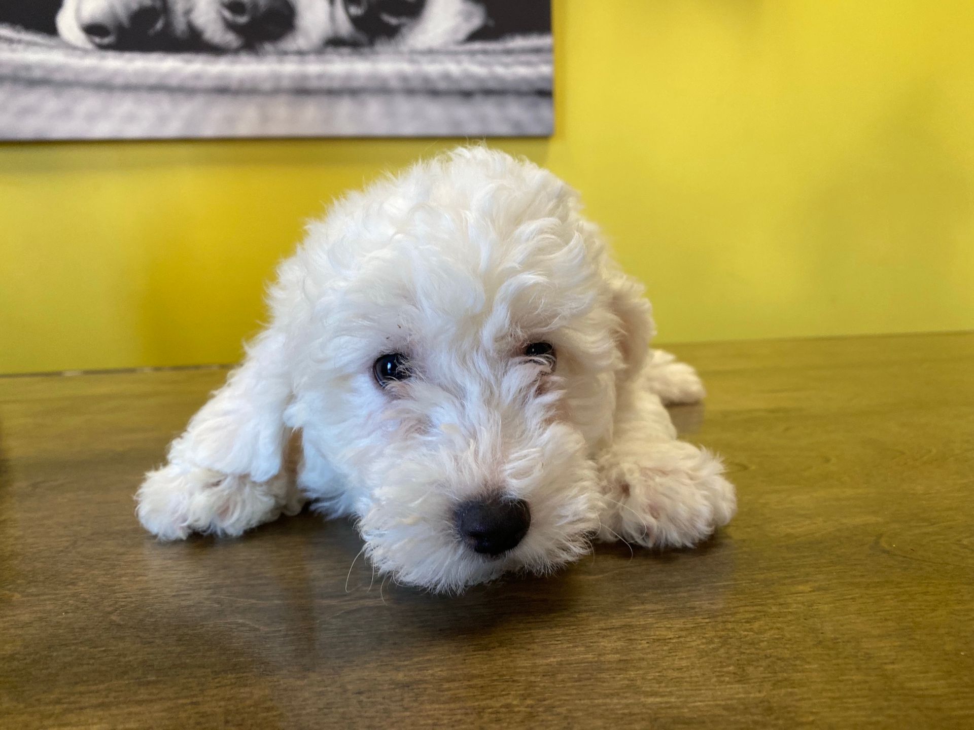 bichon puppies New York