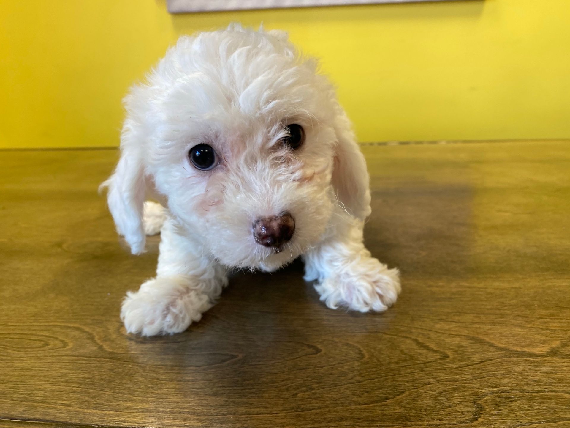 bichon puppies for sale New York