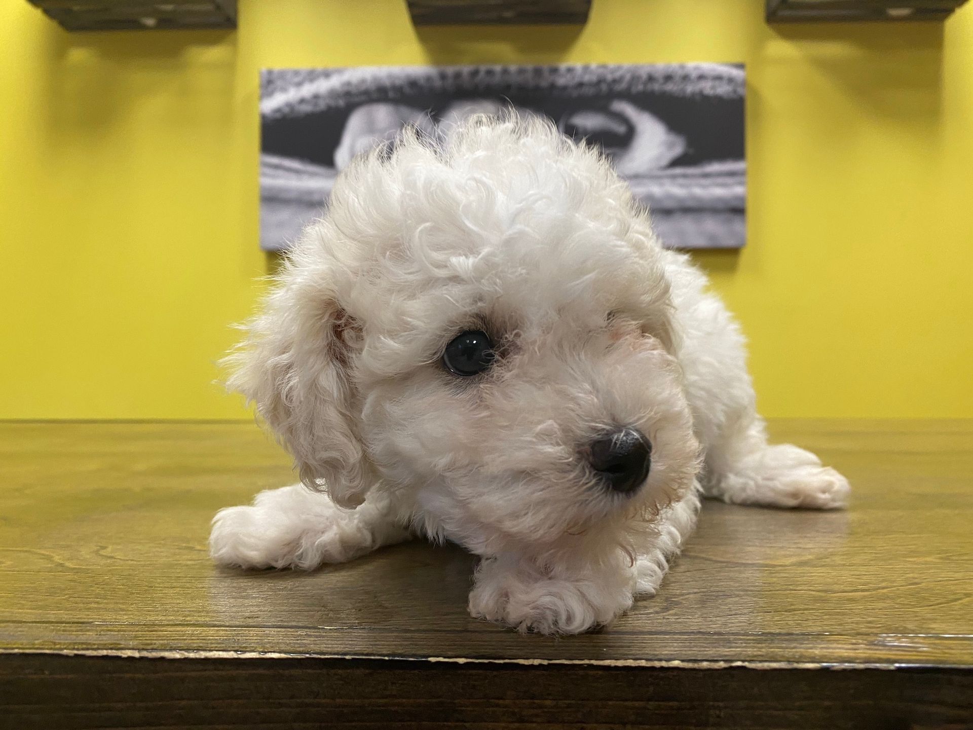 bichon puppies New York