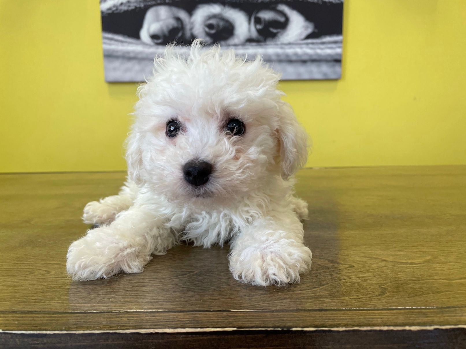 bichon puppies for sale New York