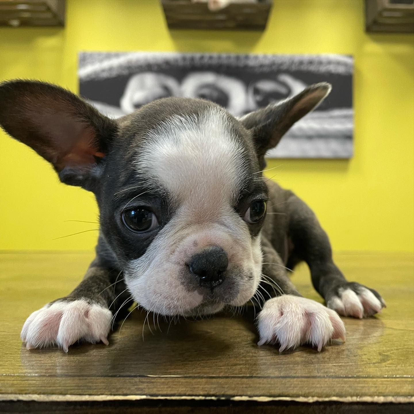Boston terrier puppies for sale
