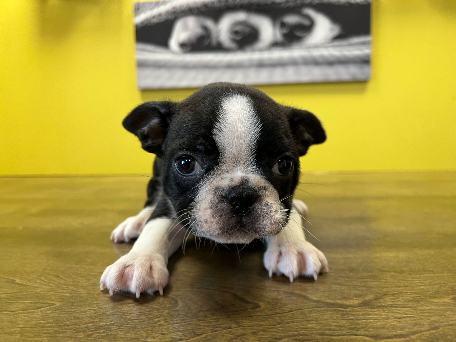 Boston Terrier puppies New York