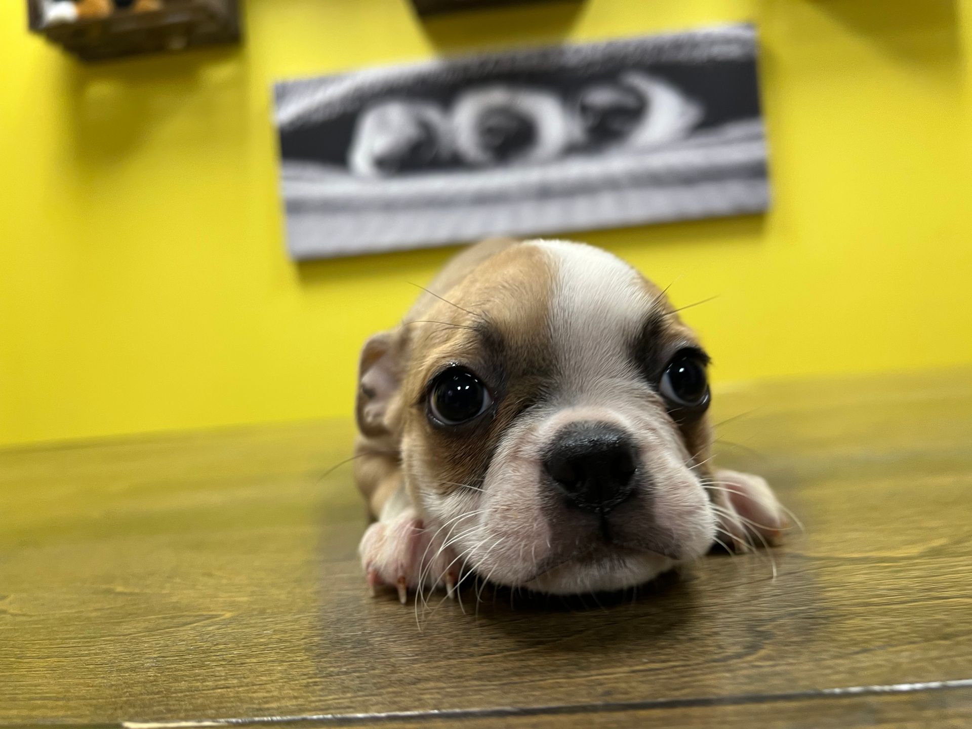 Boston Terrier puppies for sale New York