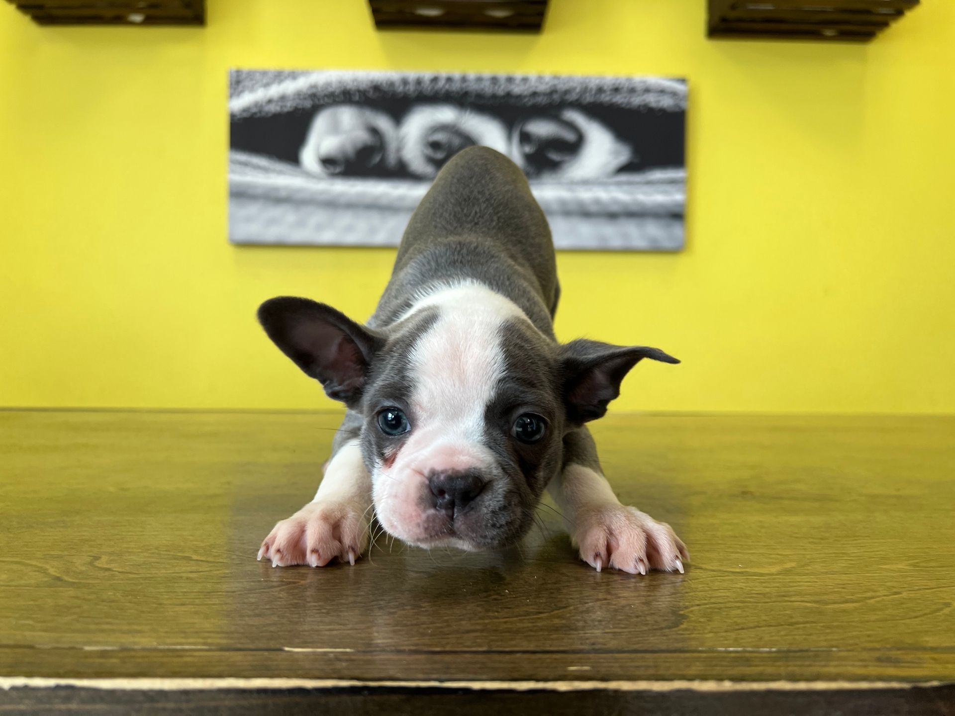 Boston Terrier puppies New York