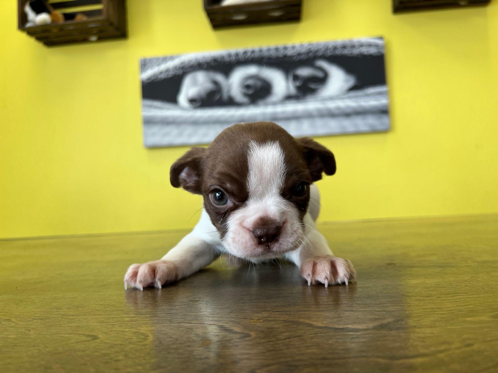 Boston Terrier puppies for sale New York