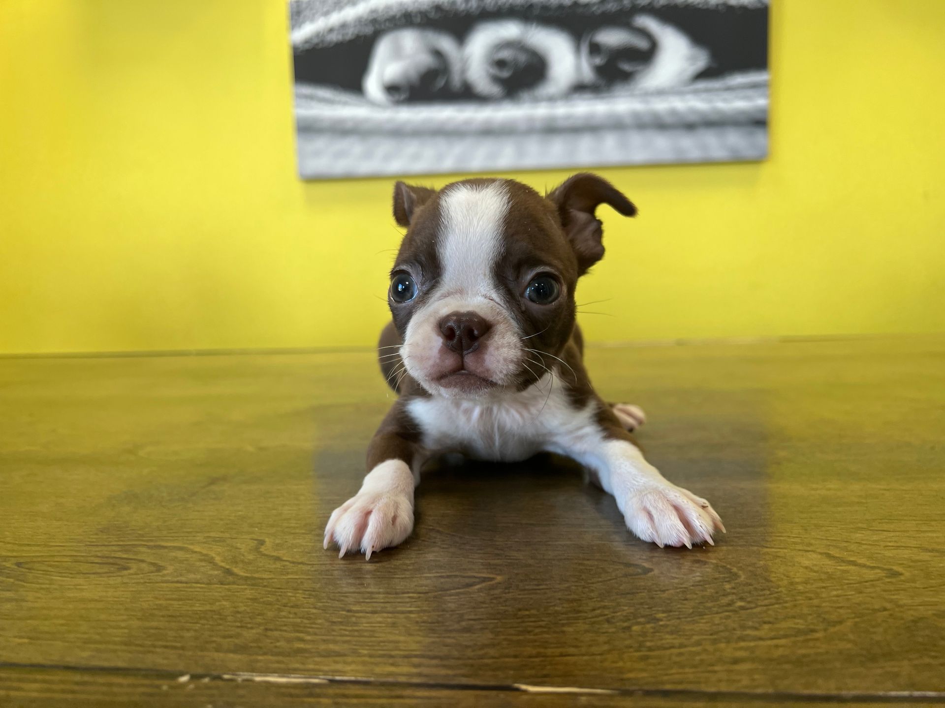 Boston Terrier puppies New York